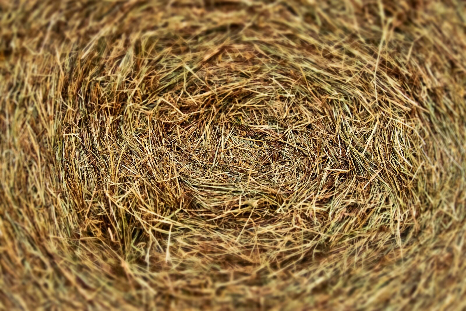 Olympus OM-D E-M10 sample photo. Harvest, field, agriculture photography