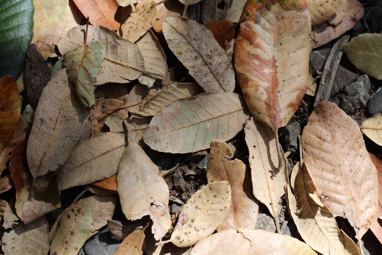 Canon EOS 650D (EOS Rebel T4i / EOS Kiss X6i) sample photo. Leaves, forest floor, forest photography