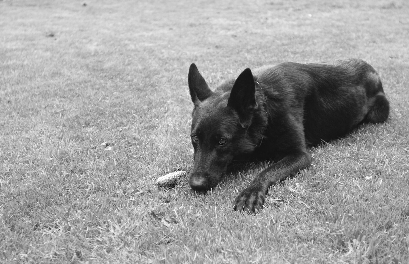 Canon EOS 500D (EOS Rebel T1i / EOS Kiss X3) sample photo. Dog, animal, grass photography
