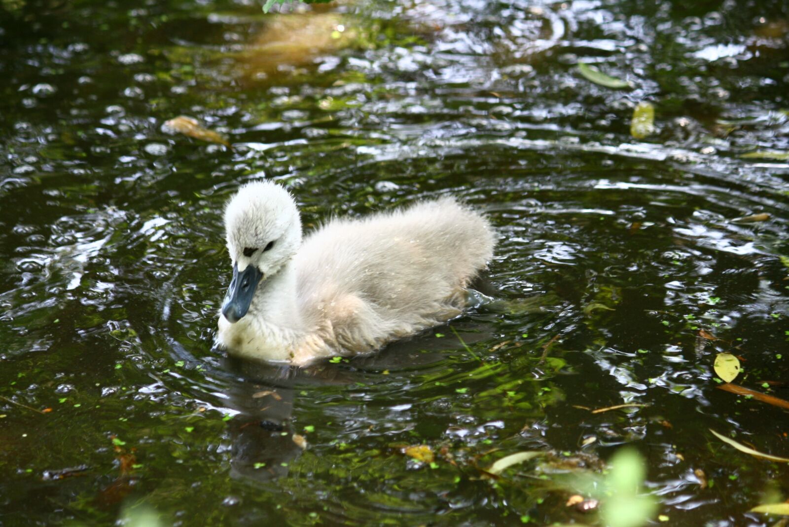 Canon EOS 400D (EOS Digital Rebel XTi / EOS Kiss Digital X) sample photo. Swan, ugly duckling, young photography
