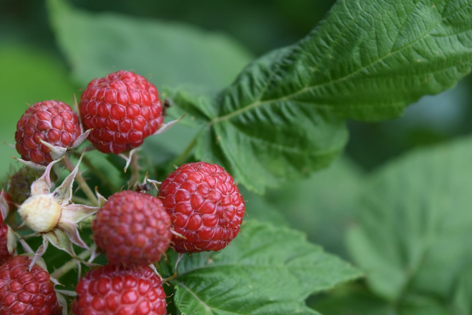 Nikon D5600 sample photo. Nature, raspberry, summer photography