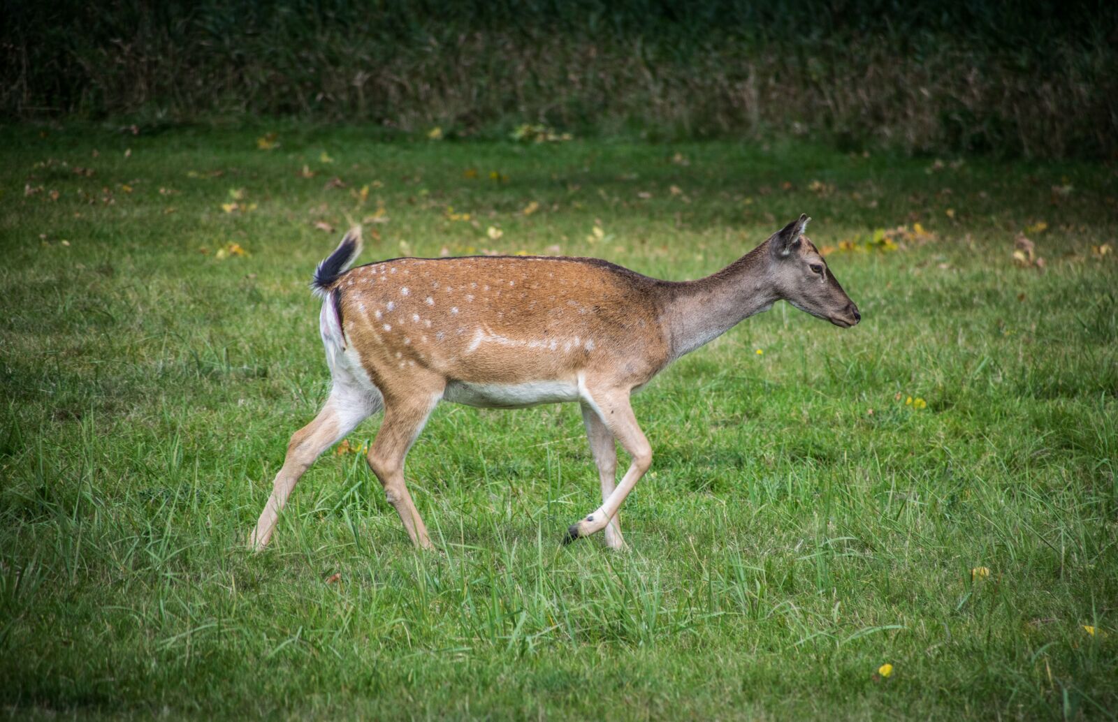 Nikon D5300 sample photo. Doe, fallow deer, hart photography