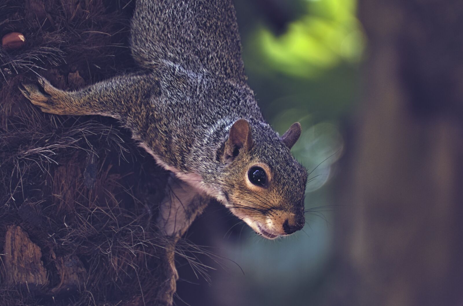 Nikon D7000 sample photo. Squirrel, tree, rodent photography