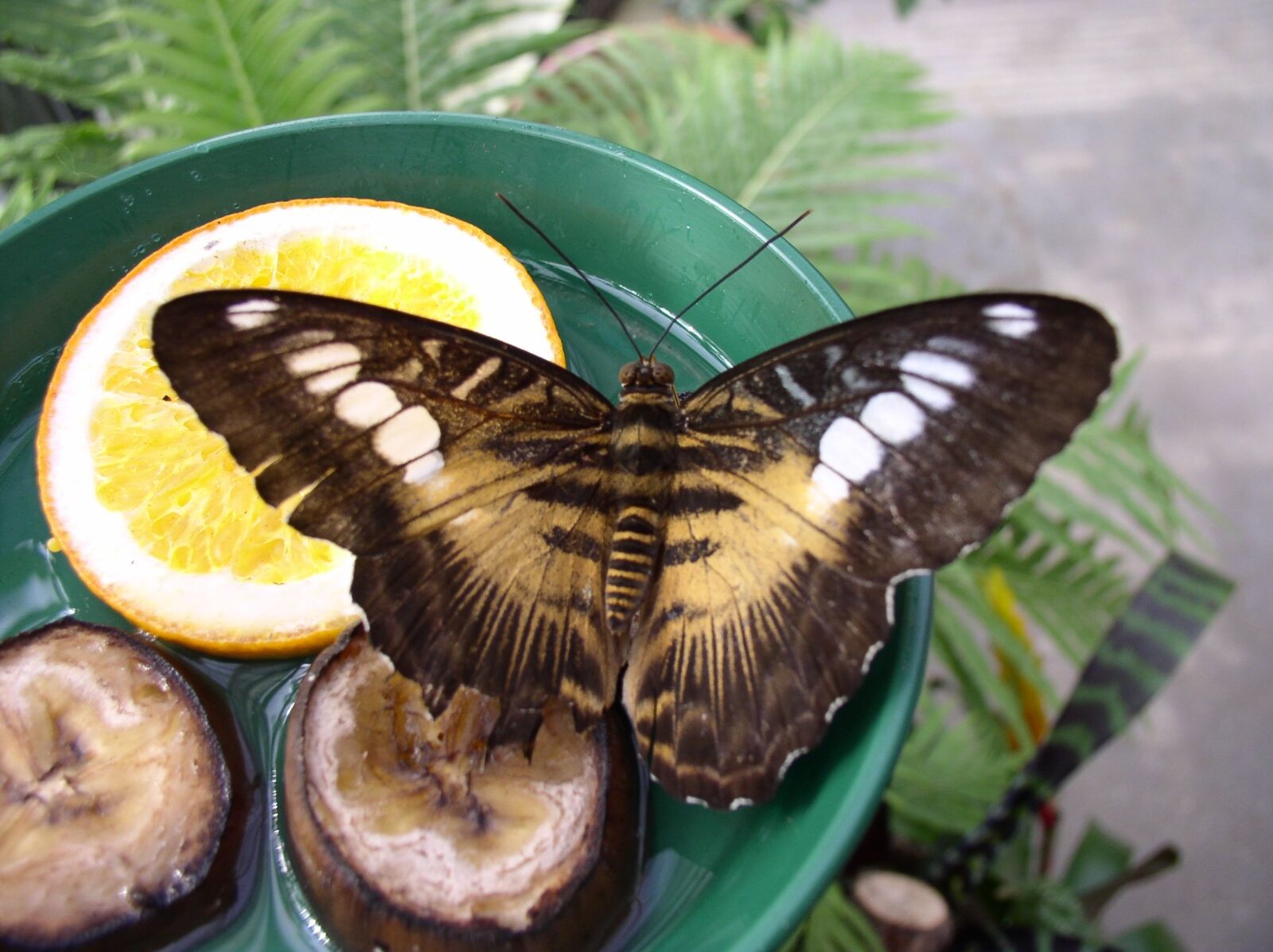 Olympus C4100Z,C4000Z sample photo. Butterfly, maximilian park, hamm photography