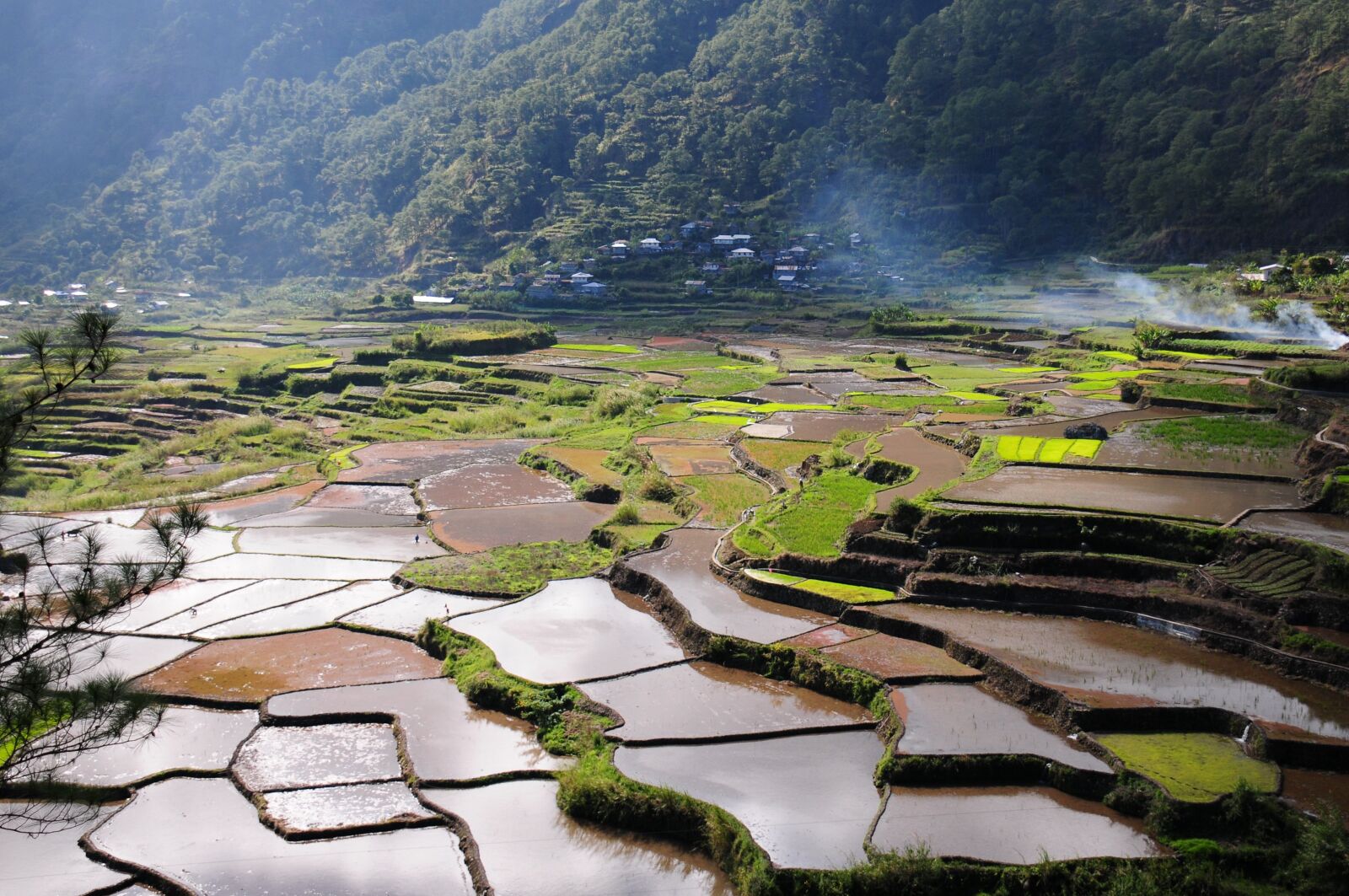 Nikon D300S sample photo. Rice field, rice terraces photography