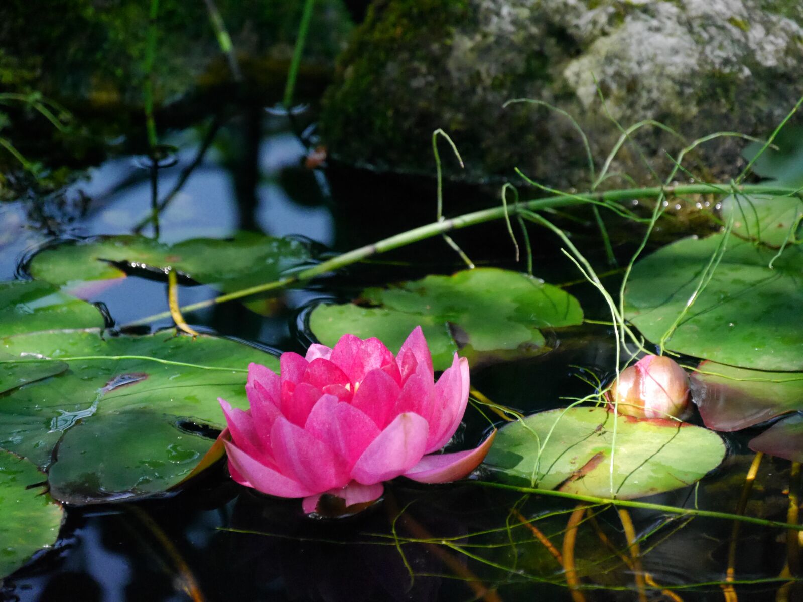 Panasonic Lumix DMC-G6 sample photo. Water lily, flower, garden photography