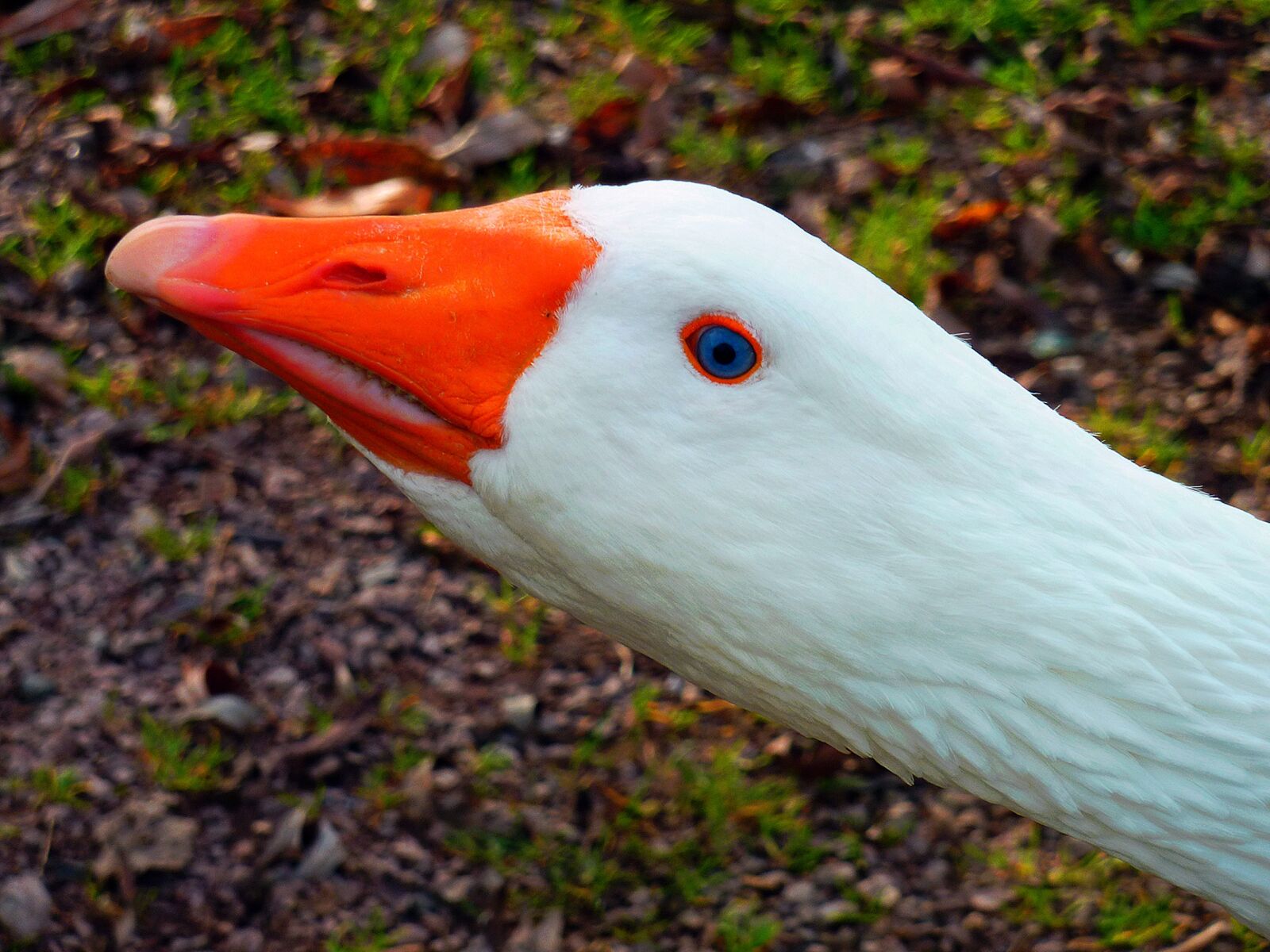 Panasonic DMC-TZ7 sample photo. Goose, geese, plumage photography