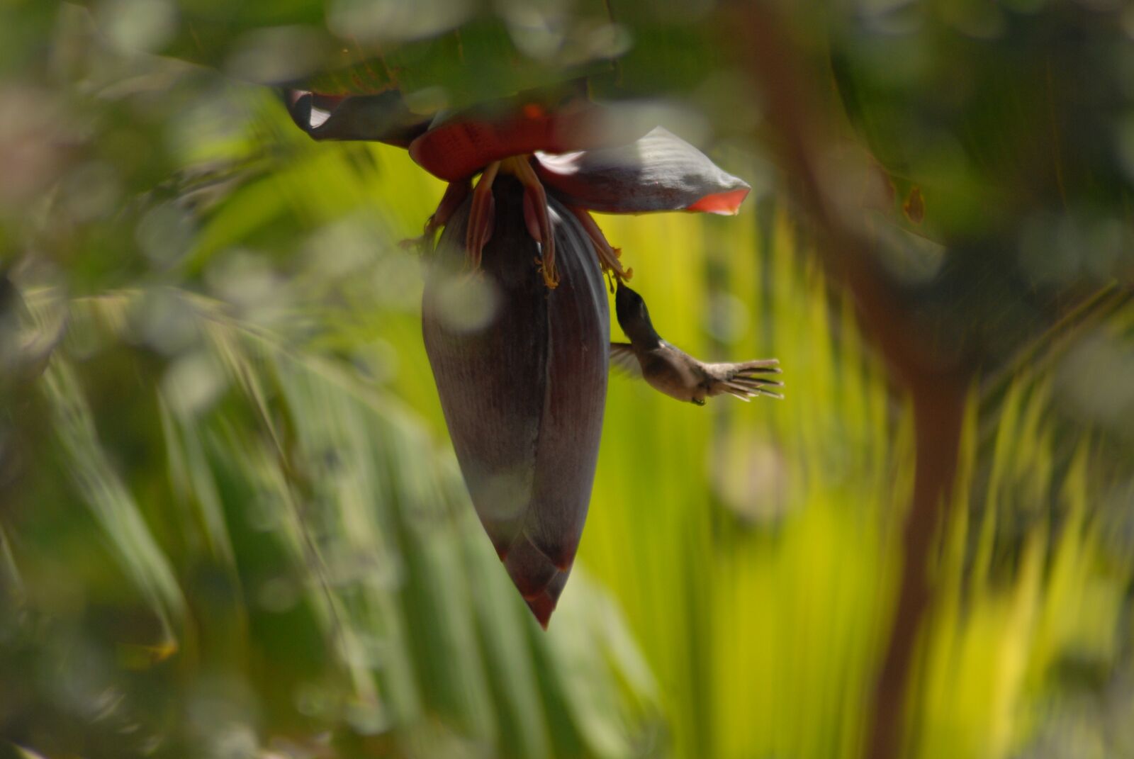 Nikon D200 sample photo. Hummingbird, banana, landscape photography
