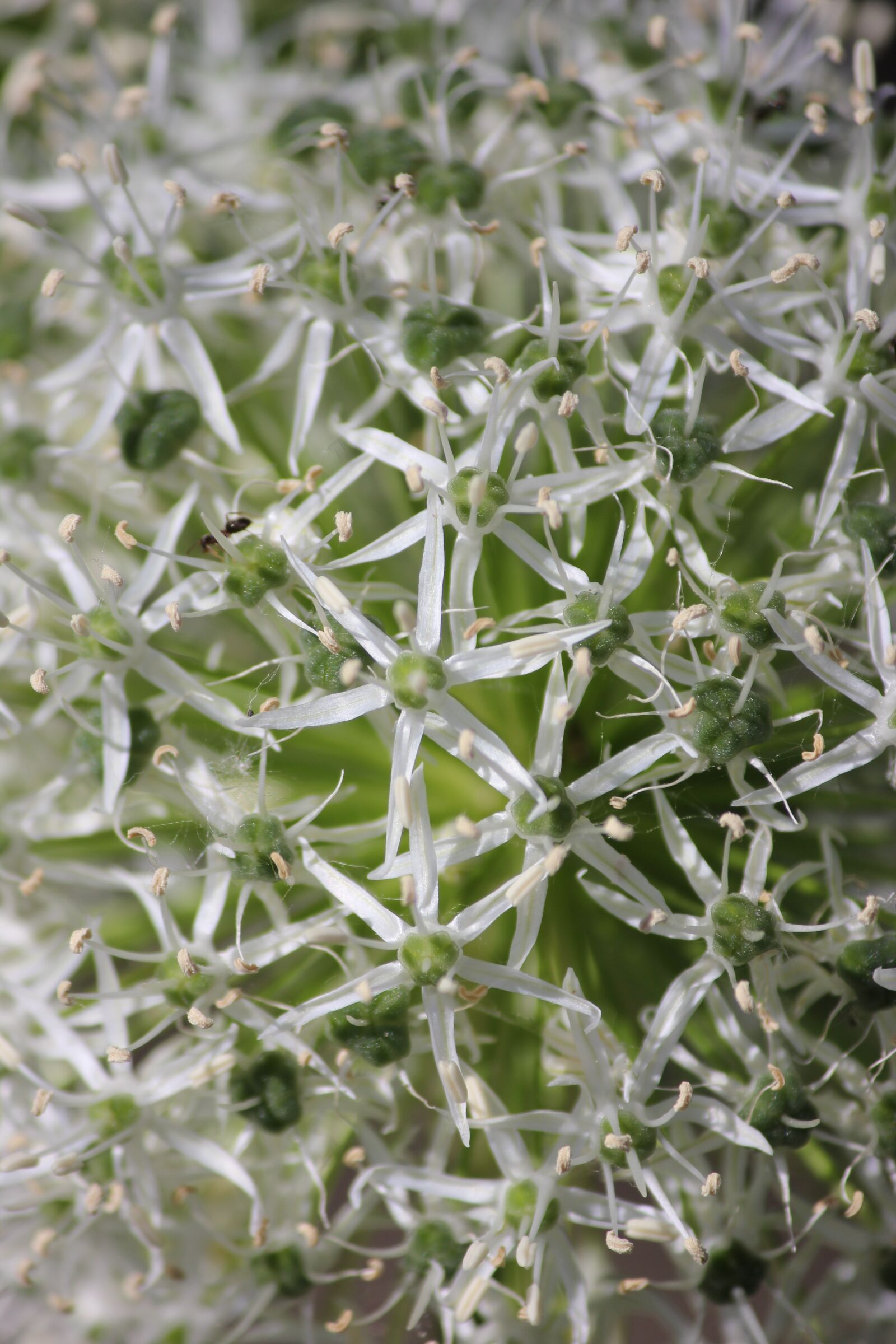 Canon EOS 550D (EOS Rebel T2i / EOS Kiss X4) sample photo. Close up, flower, white photography