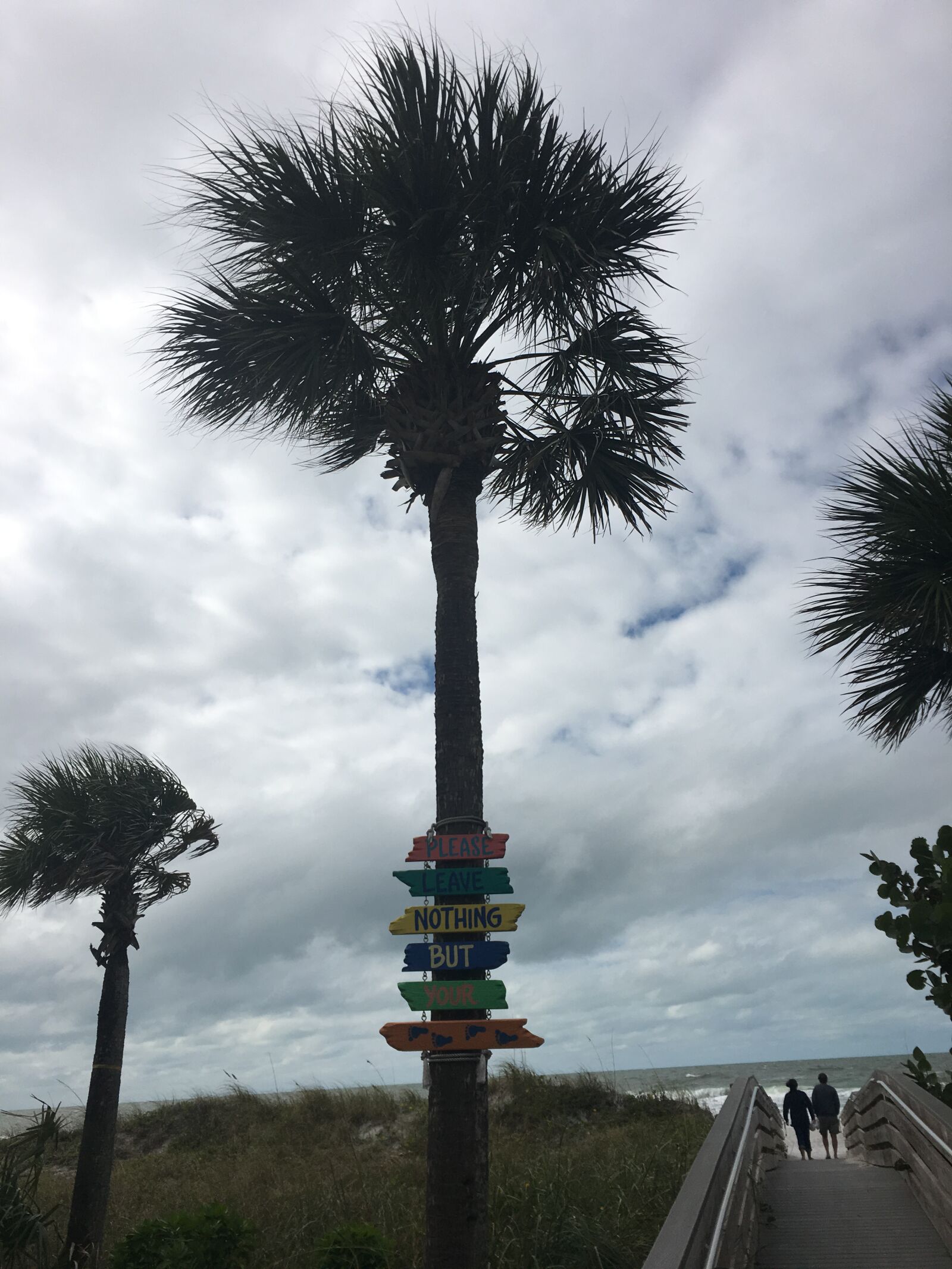 Apple iPhone 6s Plus sample photo. Palm trees, florida, tree photography