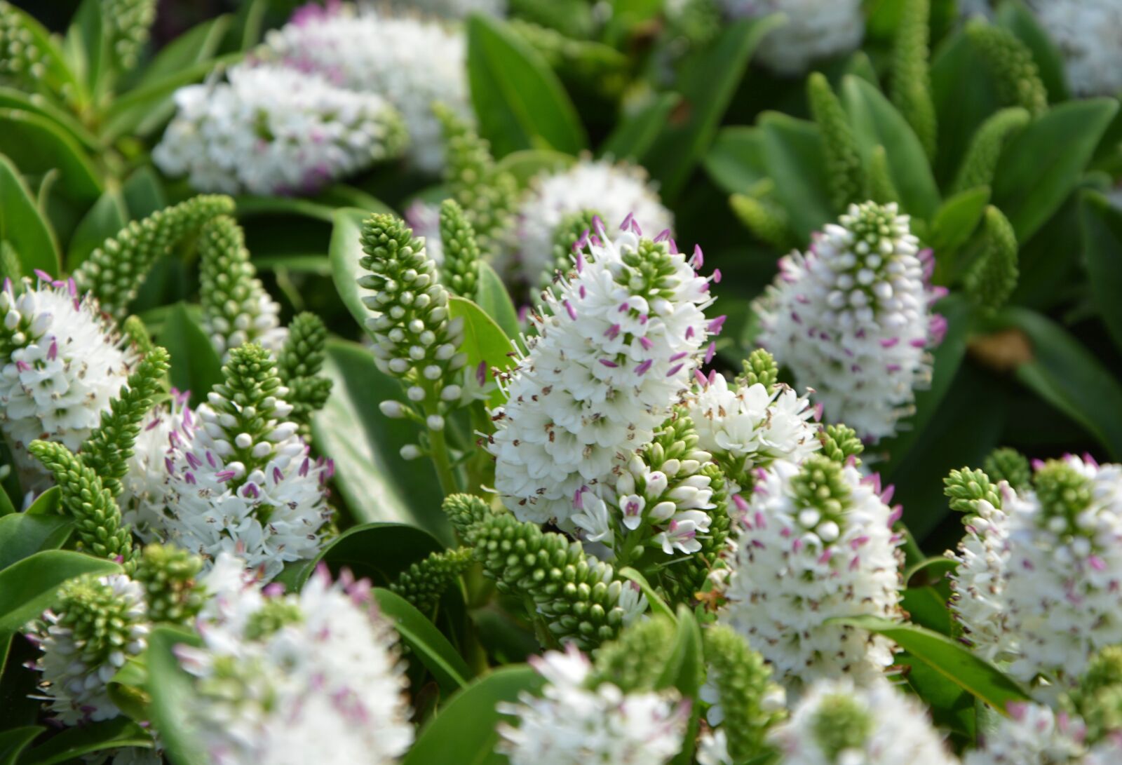 Nikon D5200 sample photo. Flowers, plants, v roniques photography