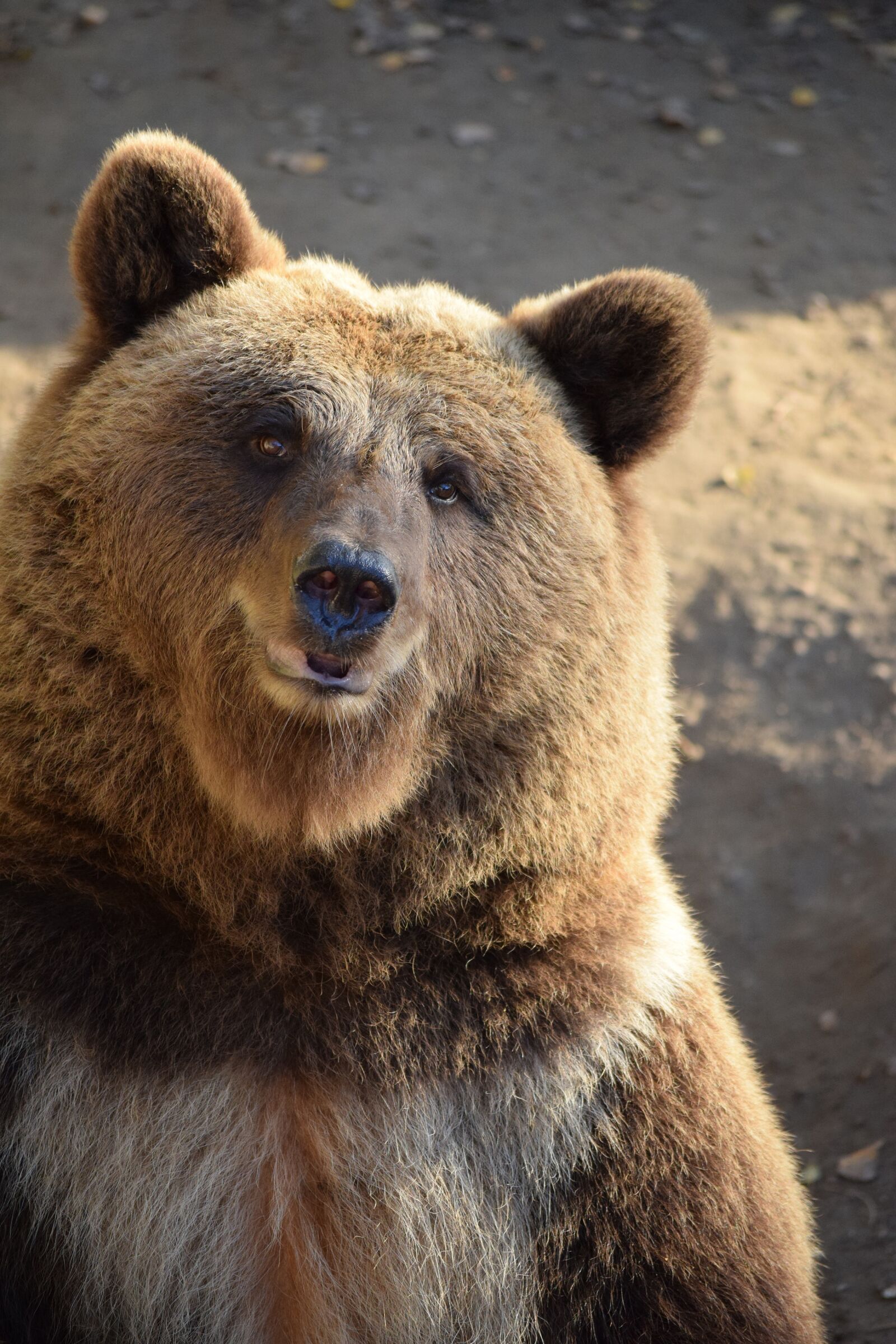 Nikon D5300 sample photo. Bear, brown bear, animal photography