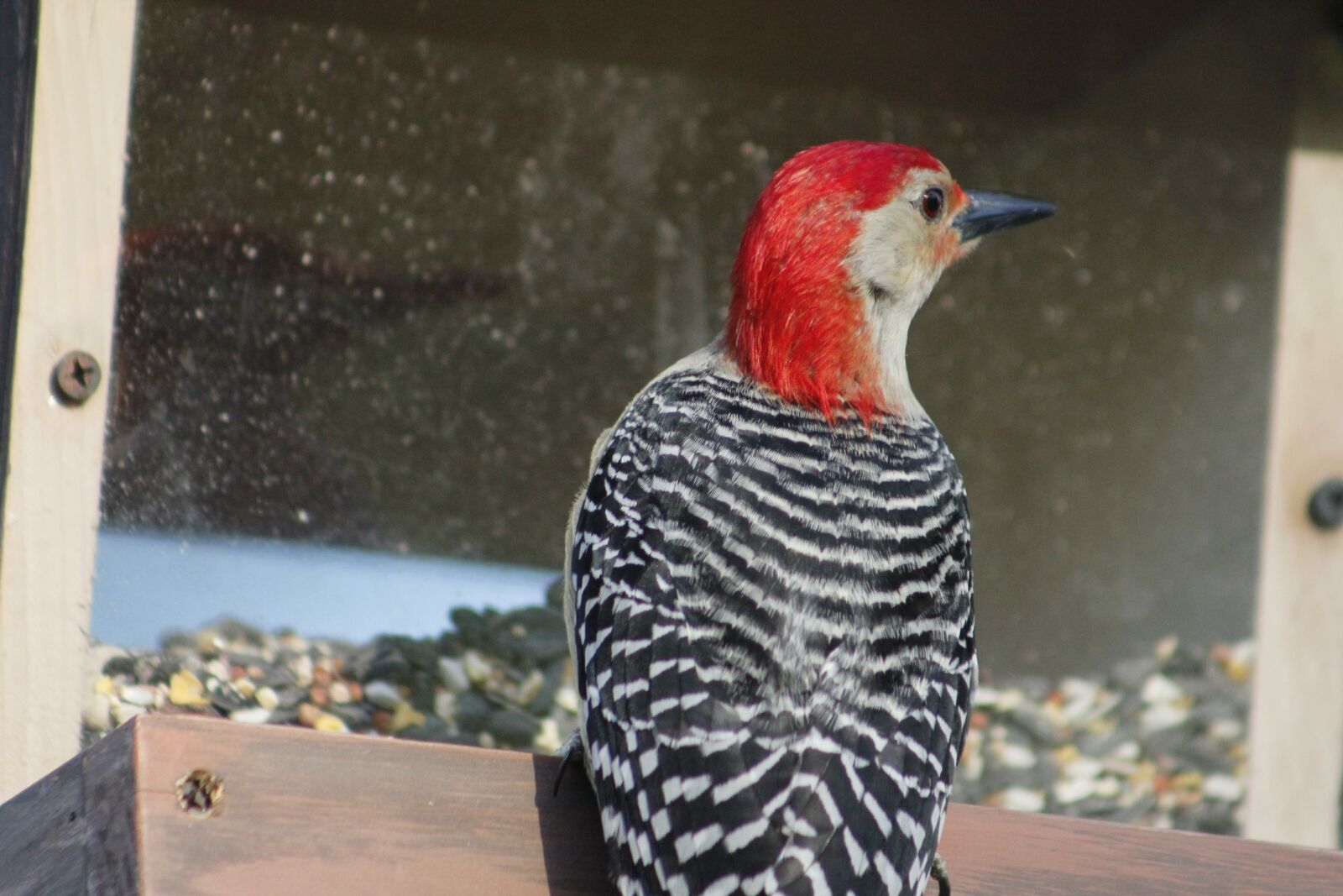 Canon EOS 550D (EOS Rebel T2i / EOS Kiss X4) sample photo. Bird, nature, bird feeder photography
