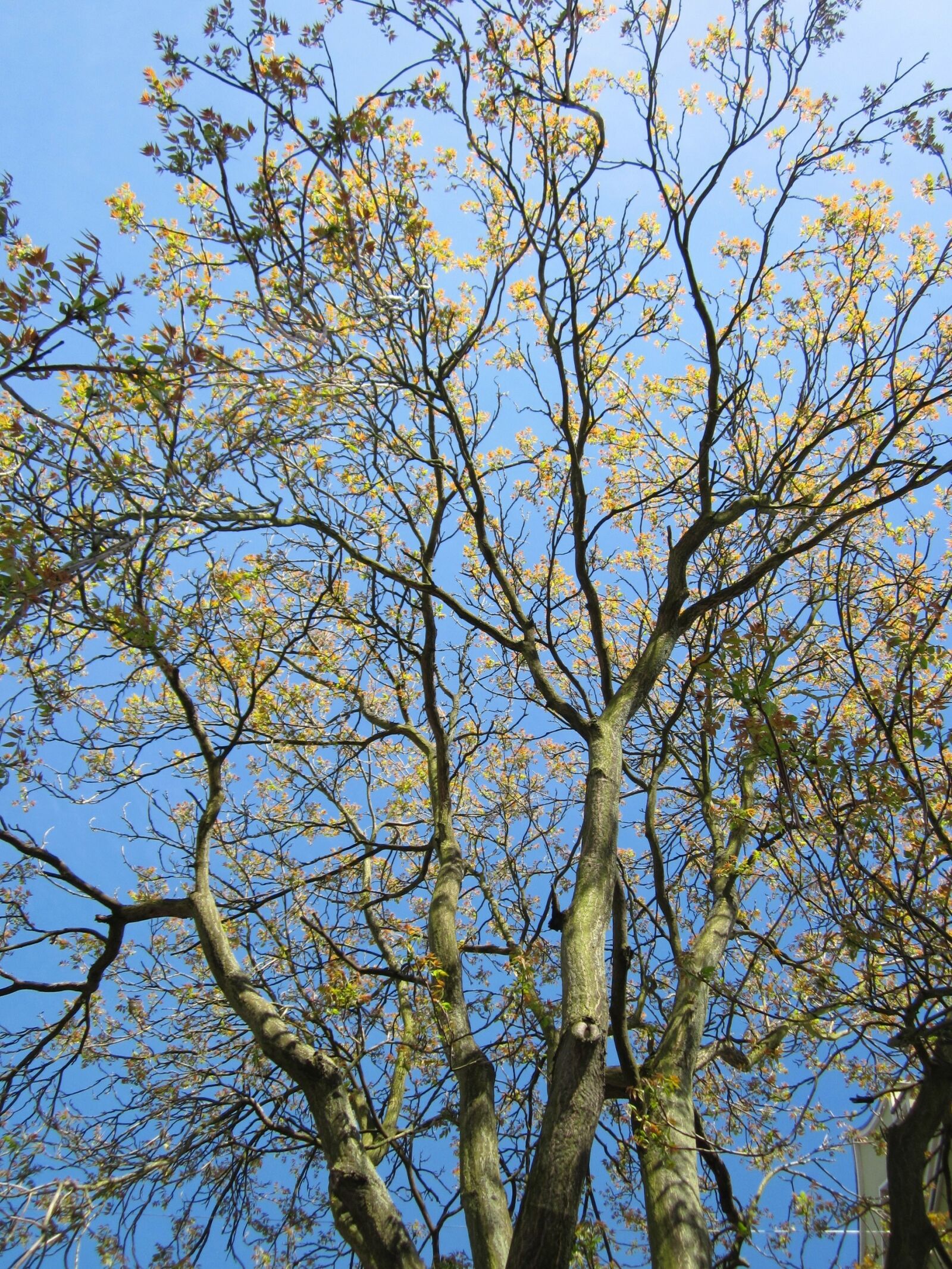 Canon PowerShot A1200 sample photo. Ailanthus altissima, tree of photography