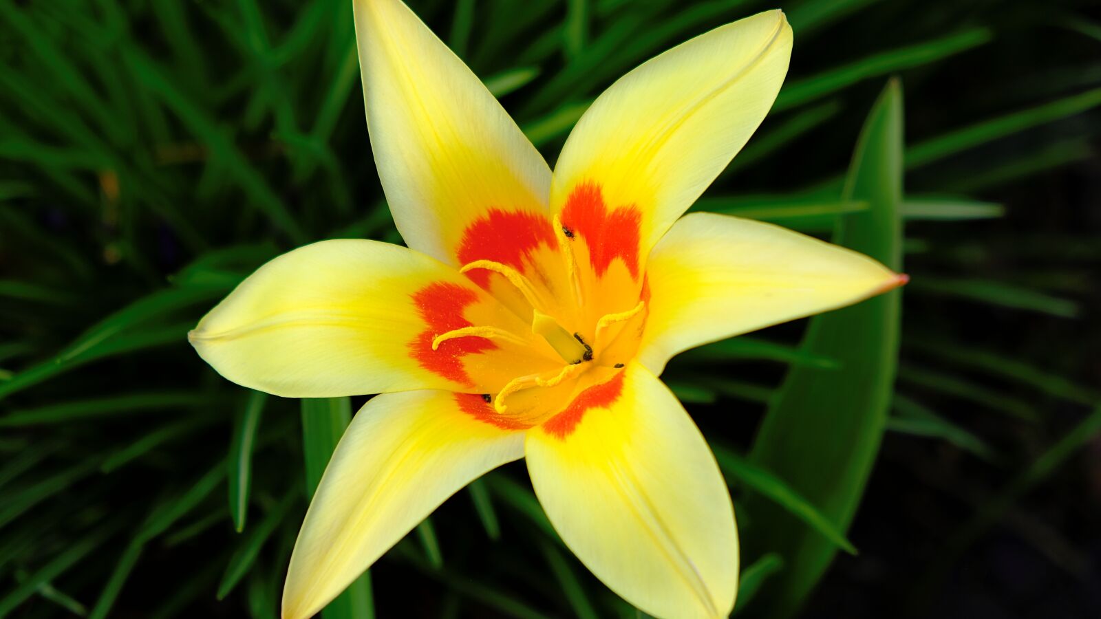 Fujifilm X-T20 sample photo. Flower, tulip, yellow photography