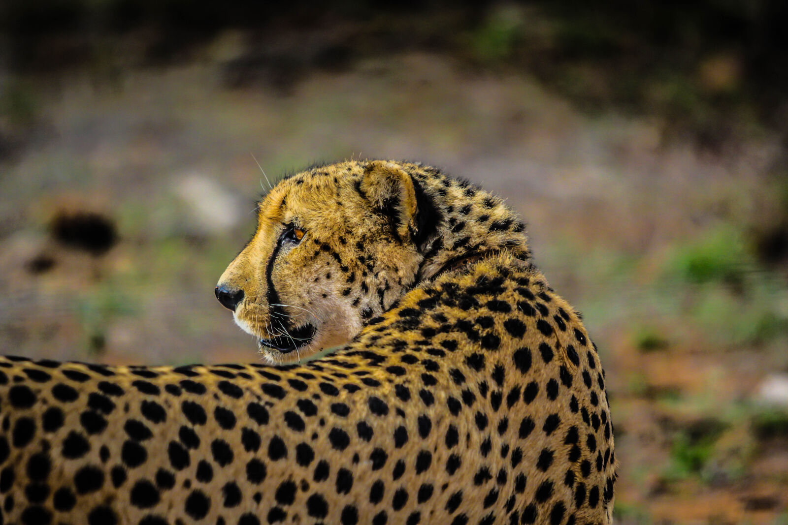 Canon EOS 60D sample photo. Cheetah, cat, feline, big photography