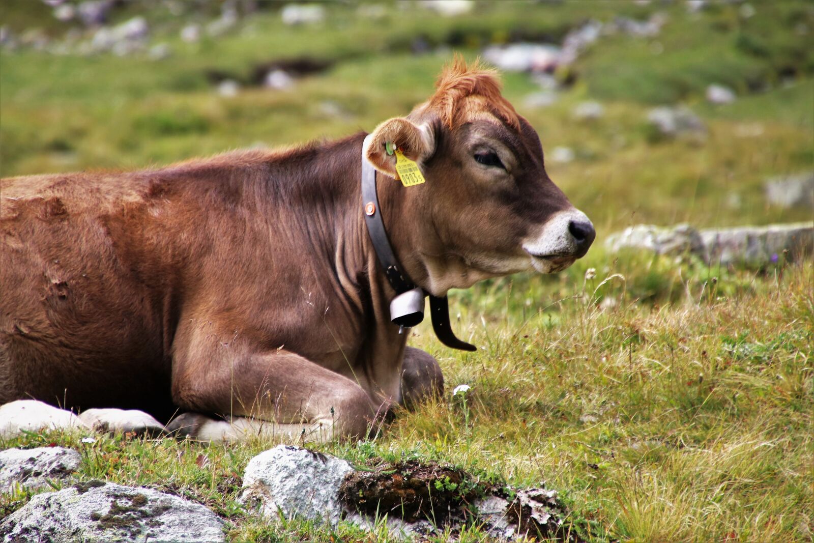 Canon EOS 80D sample photo. Cow, cattle, animals photography