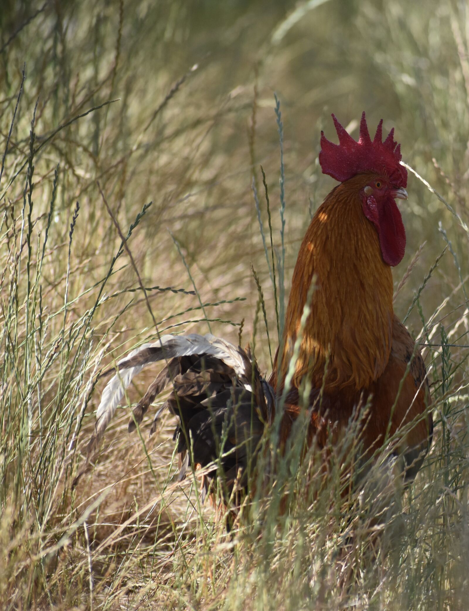 Nikon D5500 sample photo. Bird, nature, animal photography
