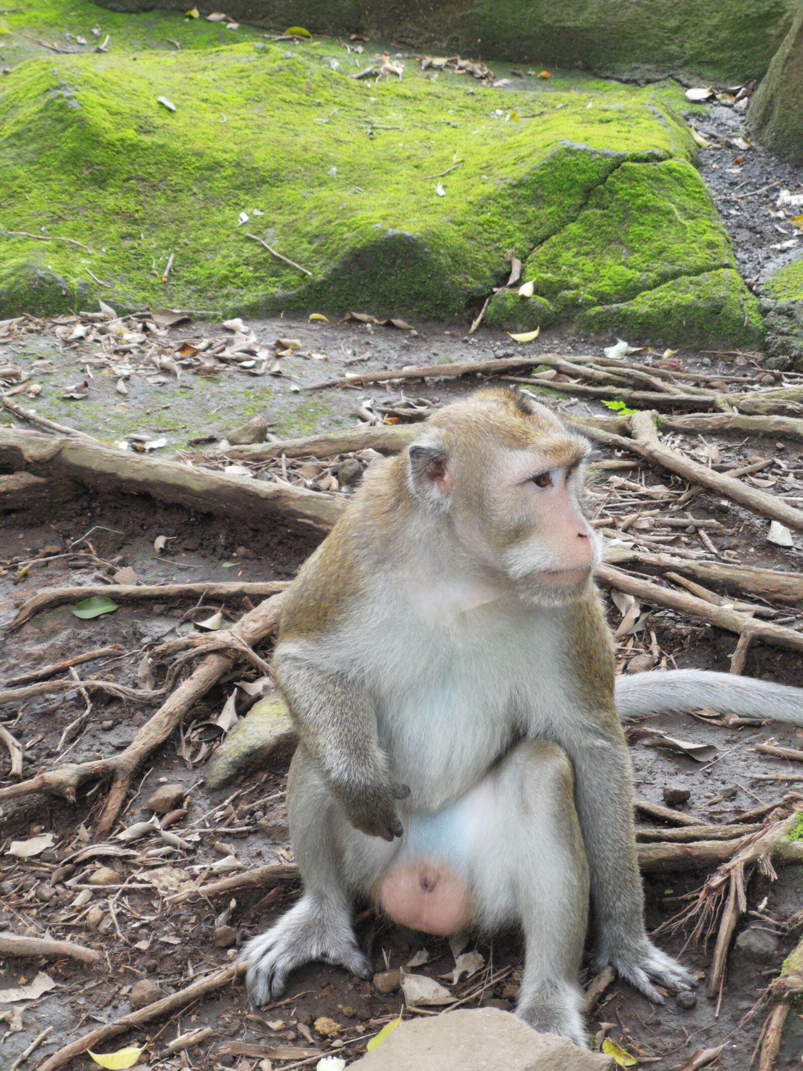 HUAWEI CLT-L29 sample photo. Monkey, ape, hairy photography