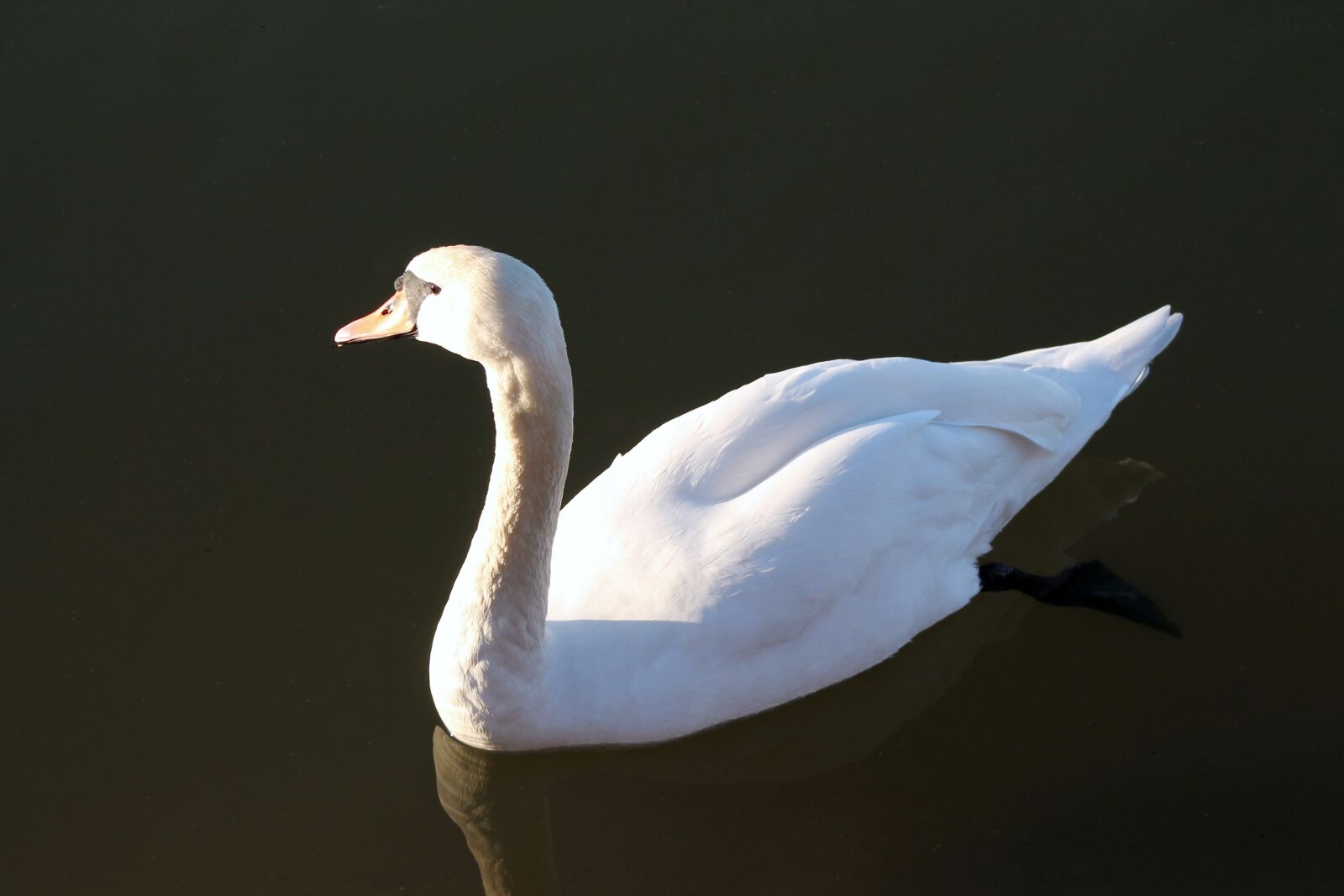 Canon EOS 1100D (EOS Rebel T3 / EOS Kiss X50) + EF75-300mm f/4-5.6 sample photo. Swan lake, beautiful, nature photography