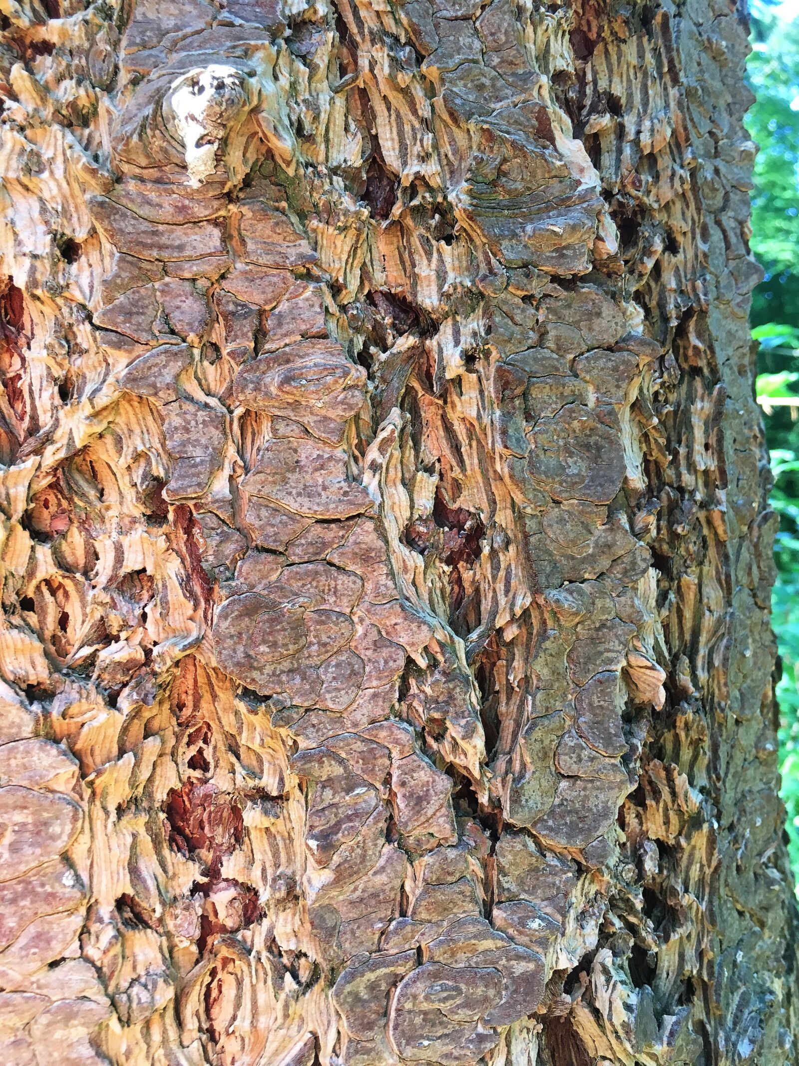 Apple iPhone 6s sample photo. Log, tree bark, close photography
