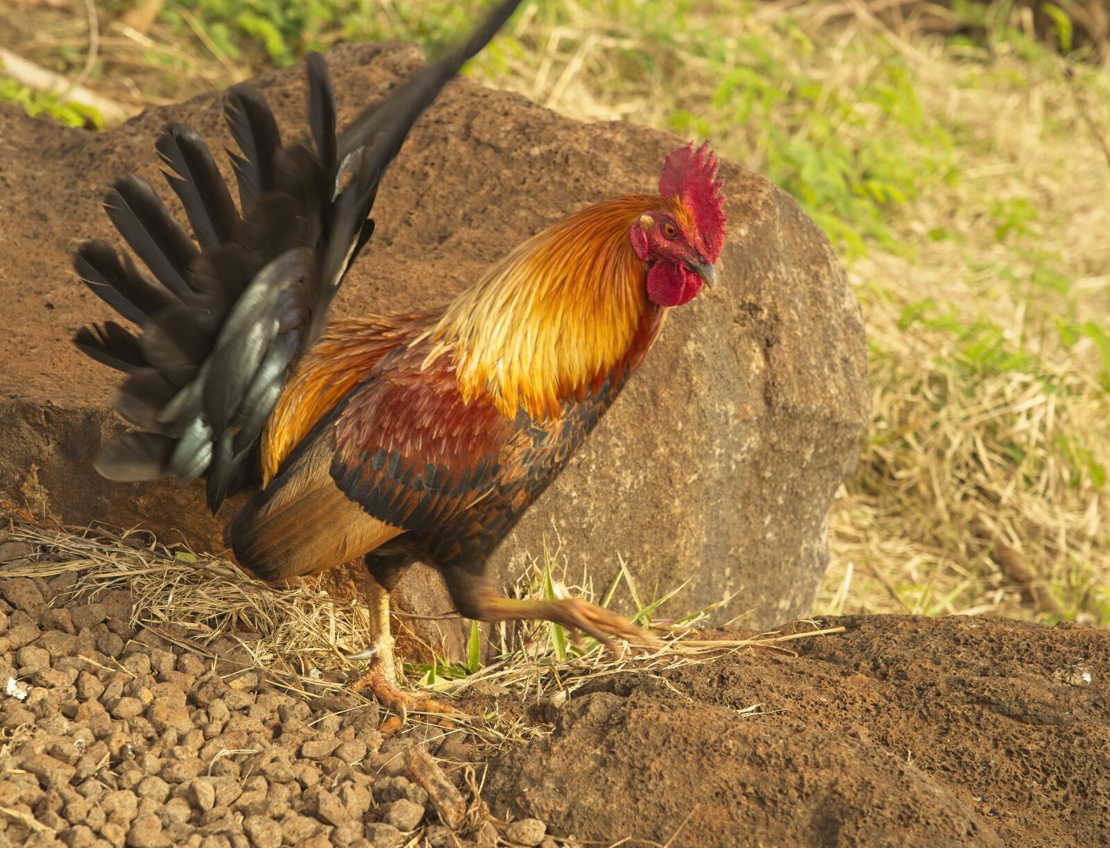 Sony FE 24-105mm F4 G OSS sample photo. Rooster, chicken, moa photography