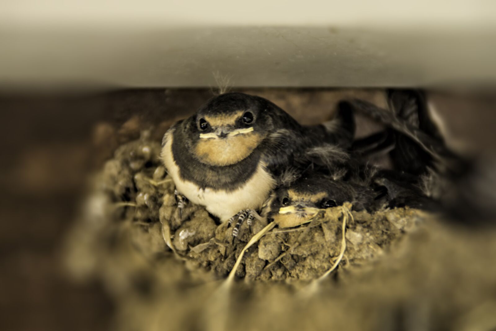 Sony SLT-A77 sample photo. Birds, nest, chicks photography