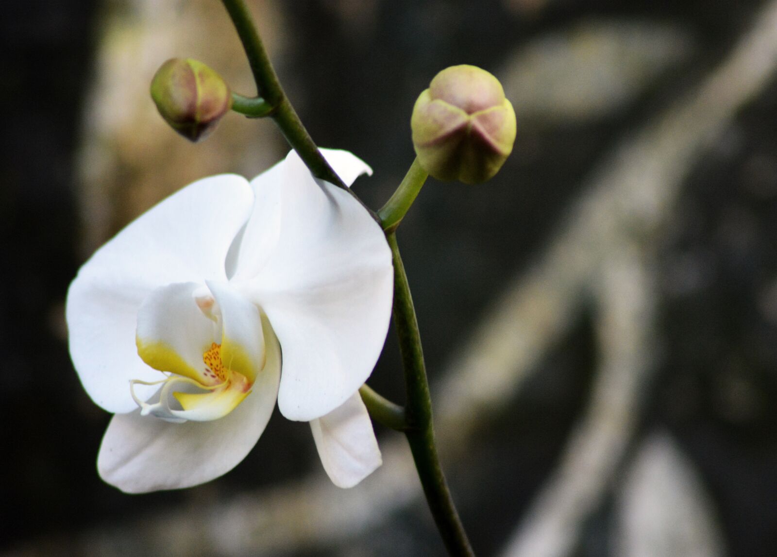 Nikon D5200 sample photo. Orchid, white, flower photography