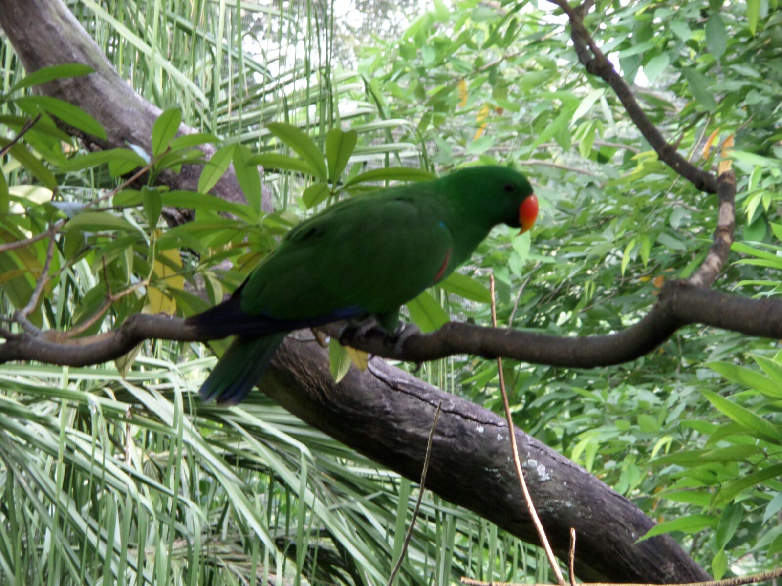 Samsung WB30F/WB31F/WB32F sample photo. Parrot, eclectus color, male photography