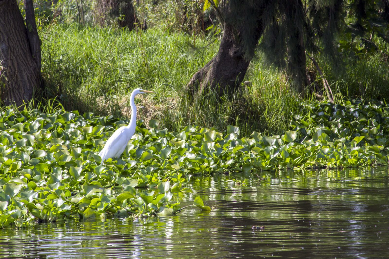Canon EF 28-135mm F3.5-5.6 IS USM sample photo. Nature, animal, wildlife photography