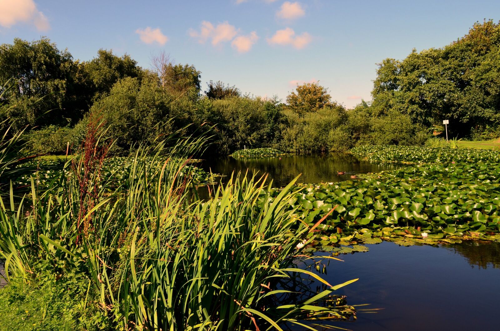 Nikon D5100 sample photo. Water lilies, nuphar, pond photography