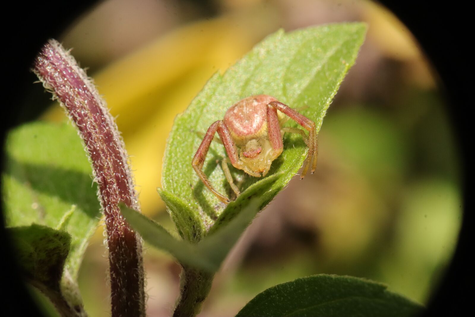 Canon EF-M 15-45mm F3.5-6.3 IS STM sample photo. Arachnid, insect, spider crab photography