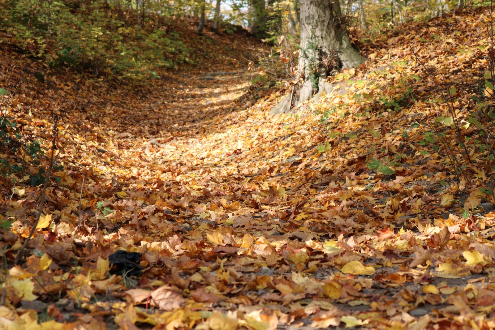 Canon EOS 750D (EOS Rebel T6i / EOS Kiss X8i) sample photo. Leaves, autumn, forest photography
