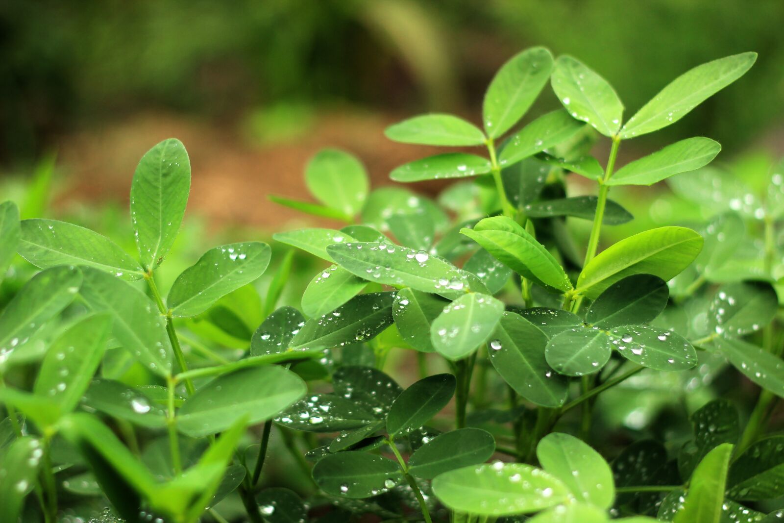 Canon EOS 600D (Rebel EOS T3i / EOS Kiss X5) + Canon EF 50mm F1.8 II sample photo. The scenery, still life photography