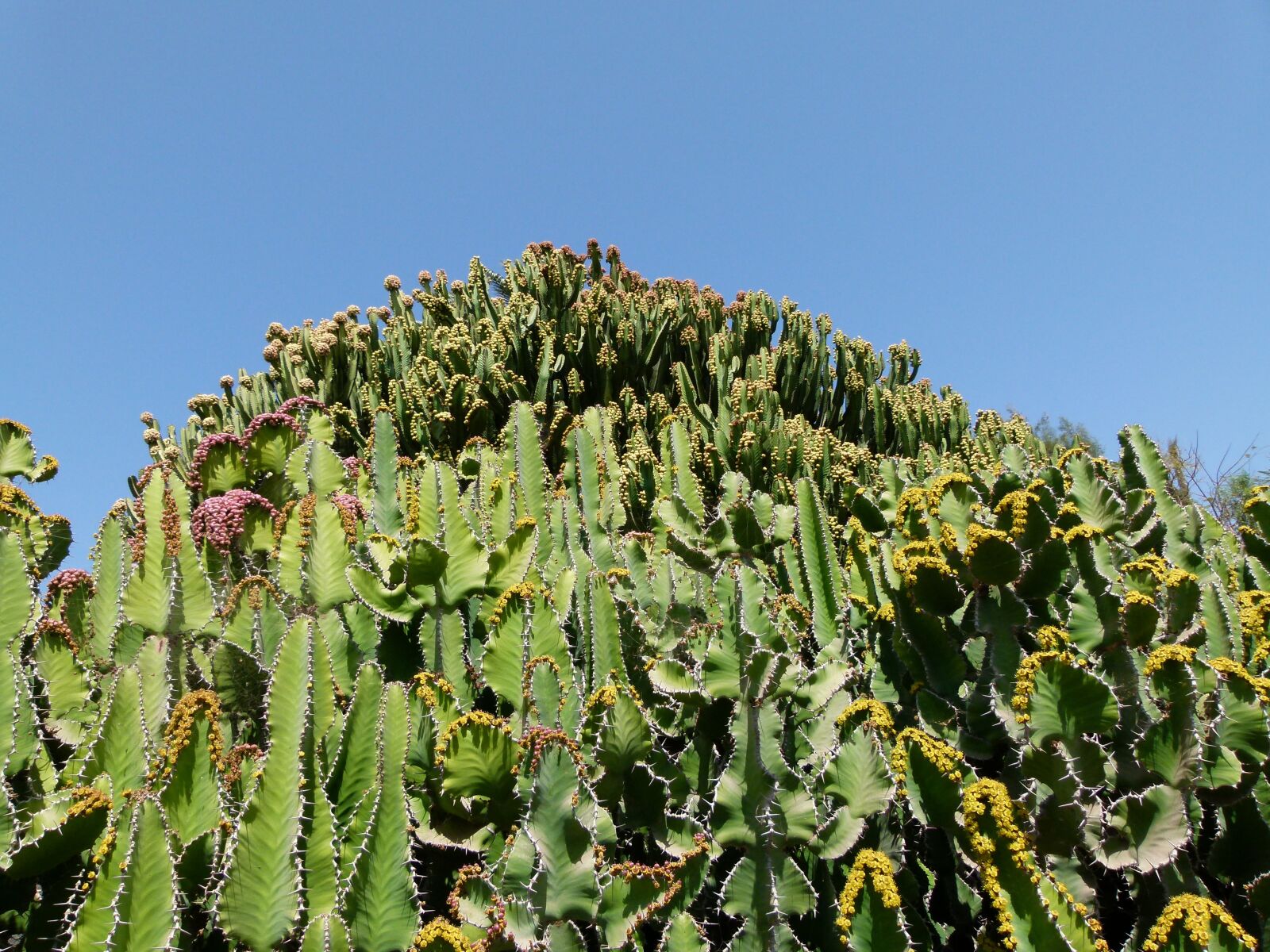 Panasonic Lumix DMC-FZ100 sample photo. Cactus, cacti, plants photography