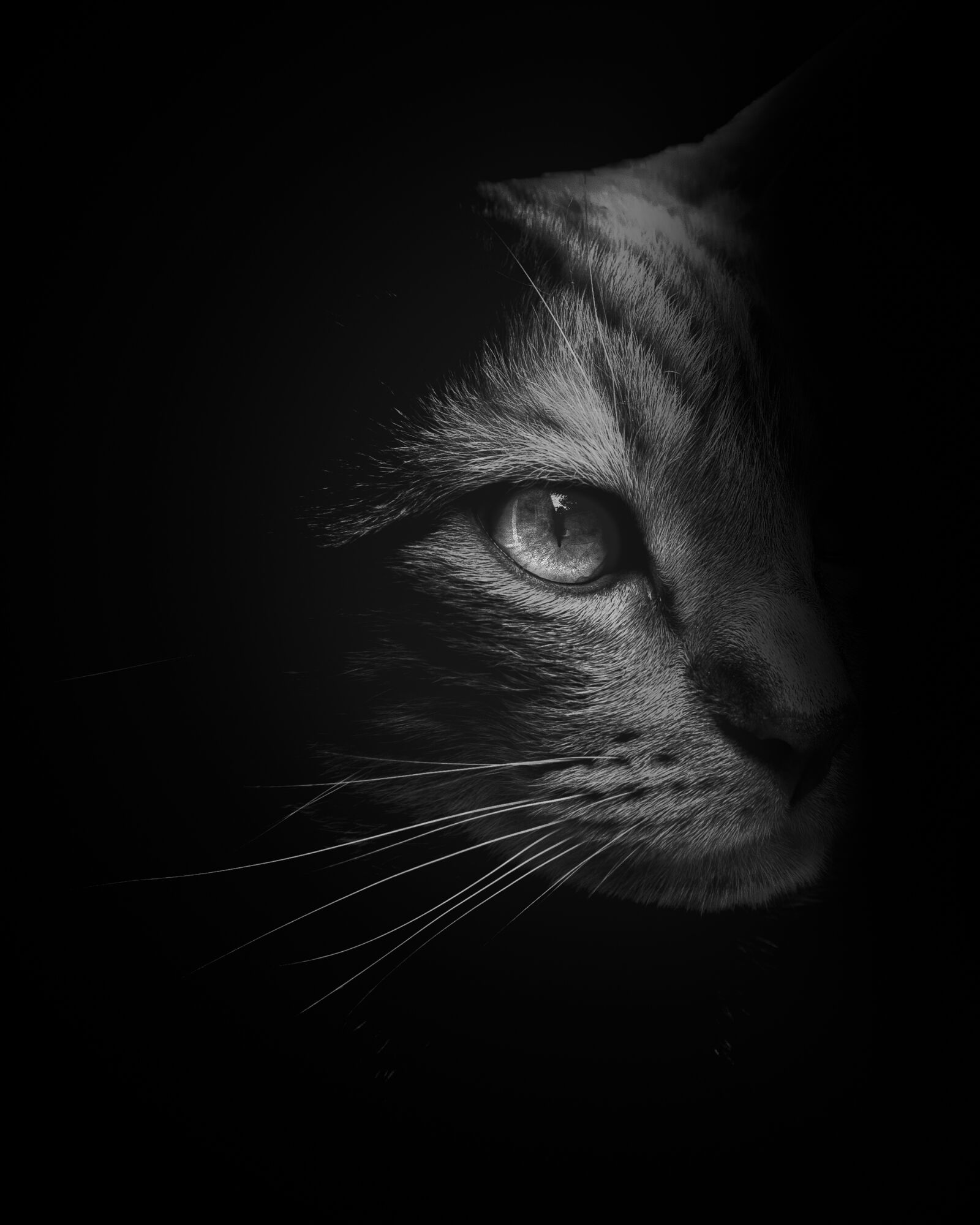 Nikon D7500 sample photo. Cat, black and white photography