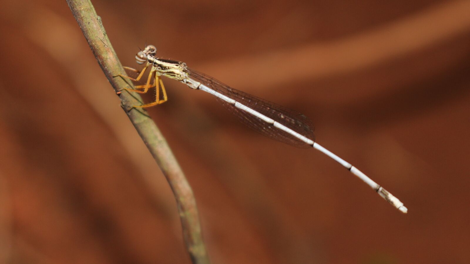 Canon EOS 700D (EOS Rebel T5i / EOS Kiss X7i) sample photo. Dragonfly, animal, insect photography