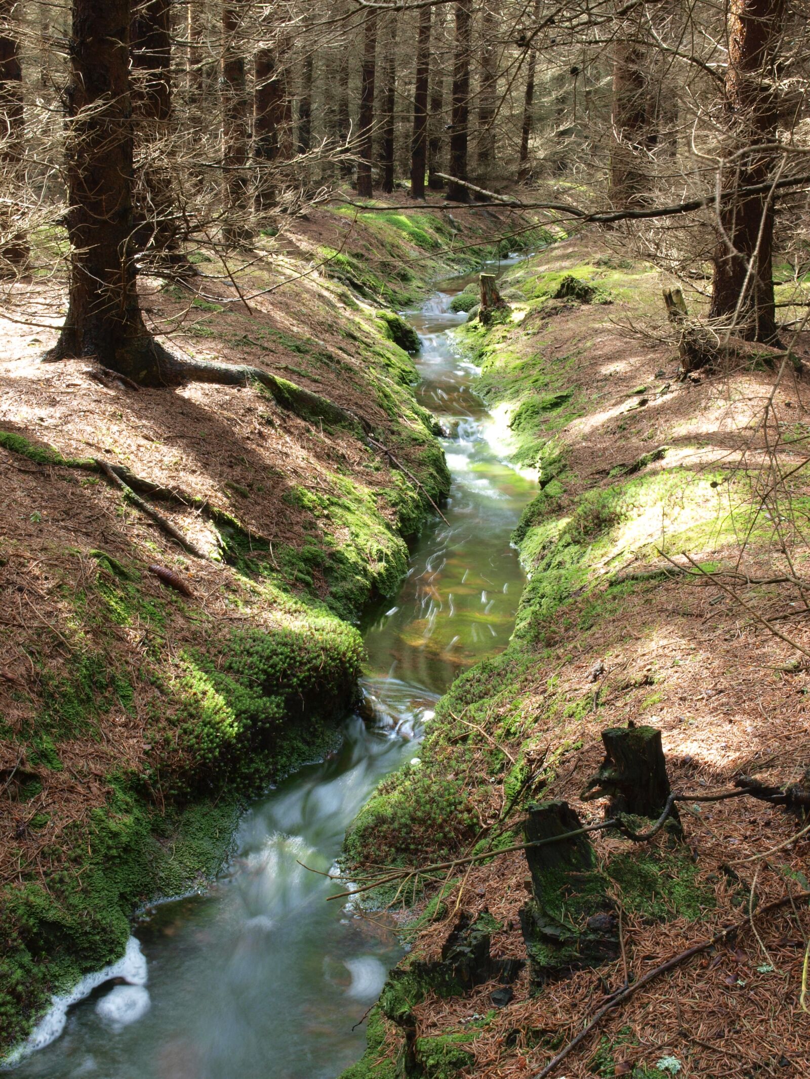 Olympus E-450 (EVOLT E-450) sample photo. Bourn, forest, surface photography