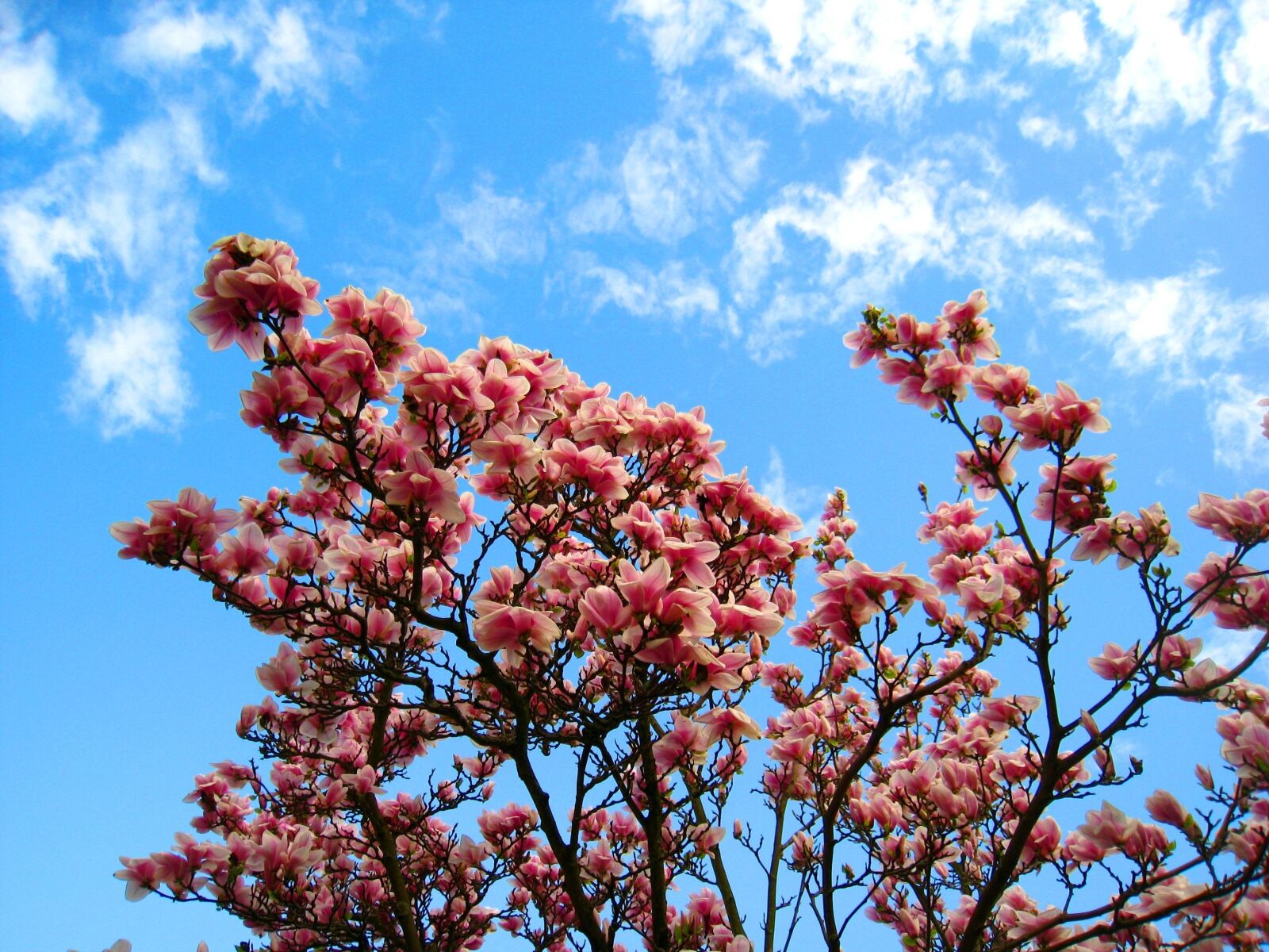 Canon DIGITAL IXUS 860 IS sample photo. Magnolia, magnolia tree, pink photography