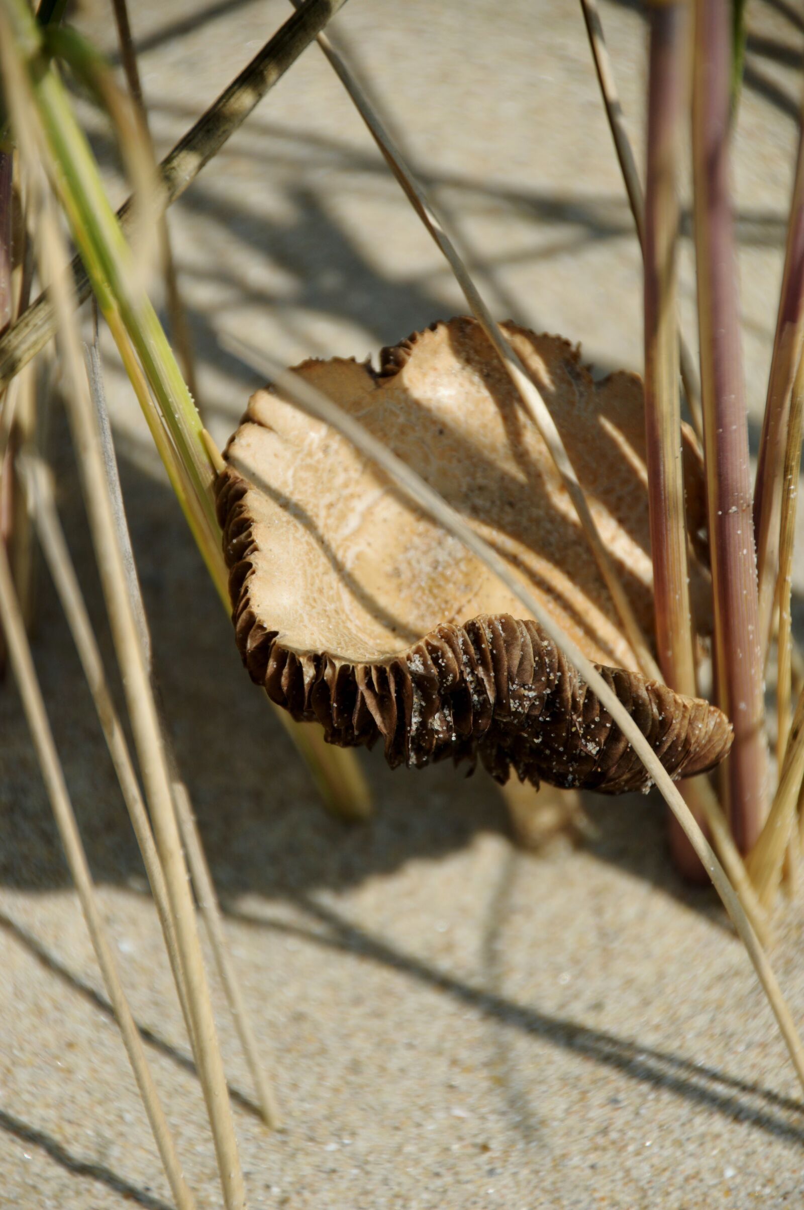 Nikon D3200 sample photo. Sea, beach, hauts de photography