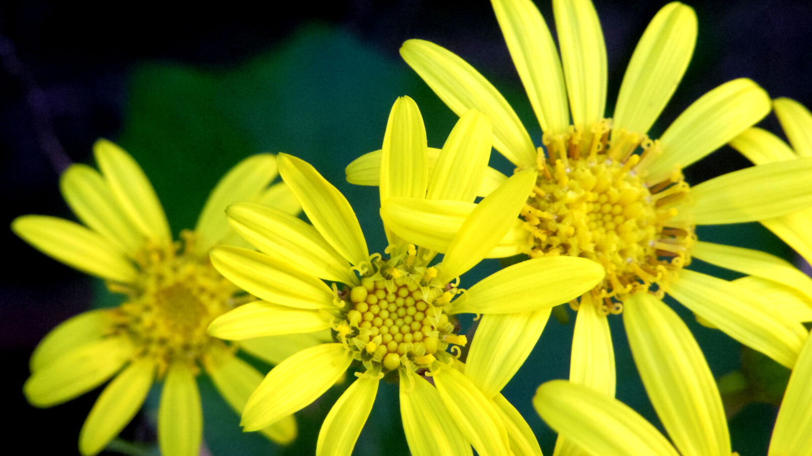 Pentax 02 Standard Zoom sample photo. Yellow, flowers photography