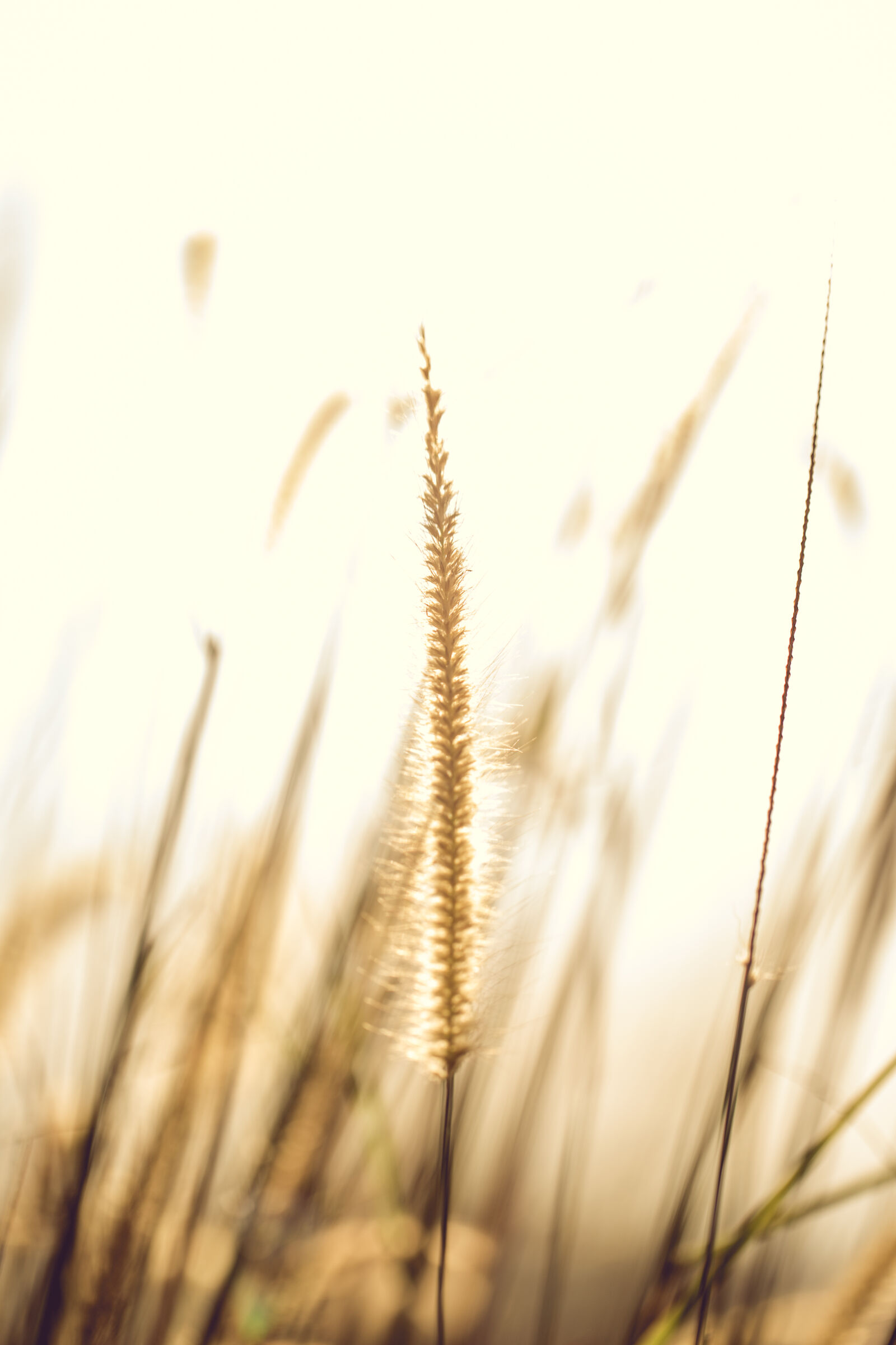 Canon EOS 6D + Canon EF 100mm F2.8L Macro IS USM sample photo. Agriculture, environment, explore, field photography
