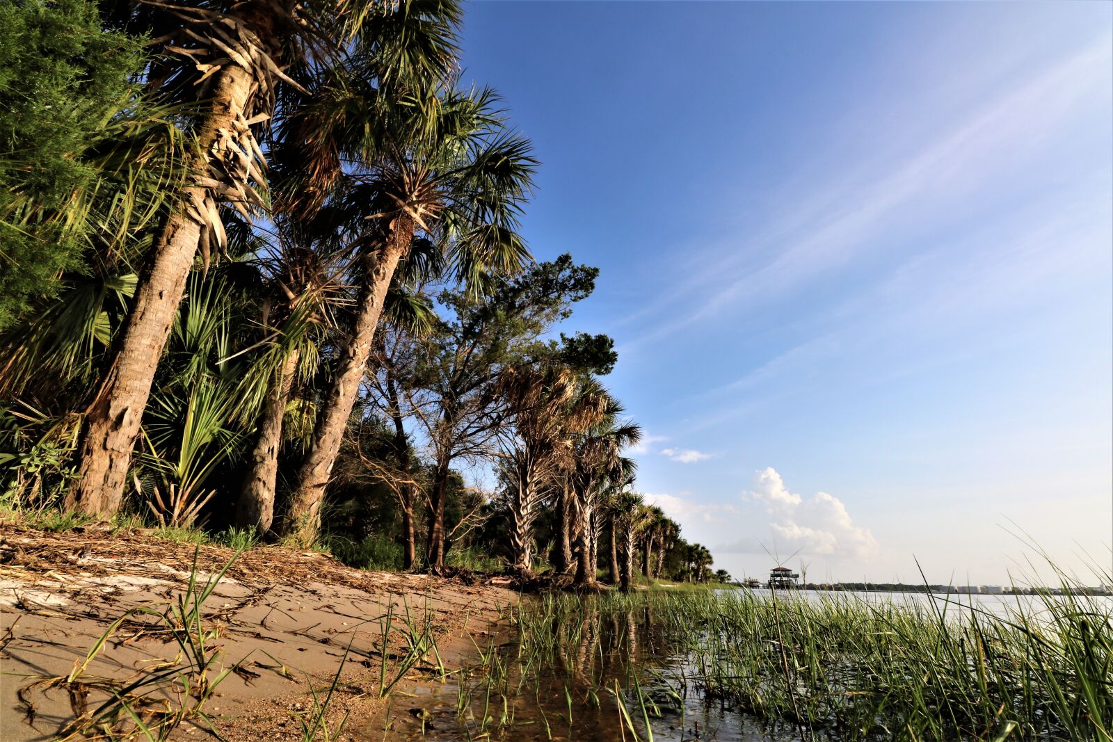 Canon EOS 750D (EOS Rebel T6i / EOS Kiss X8i) sample photo. River, palm, grass photography