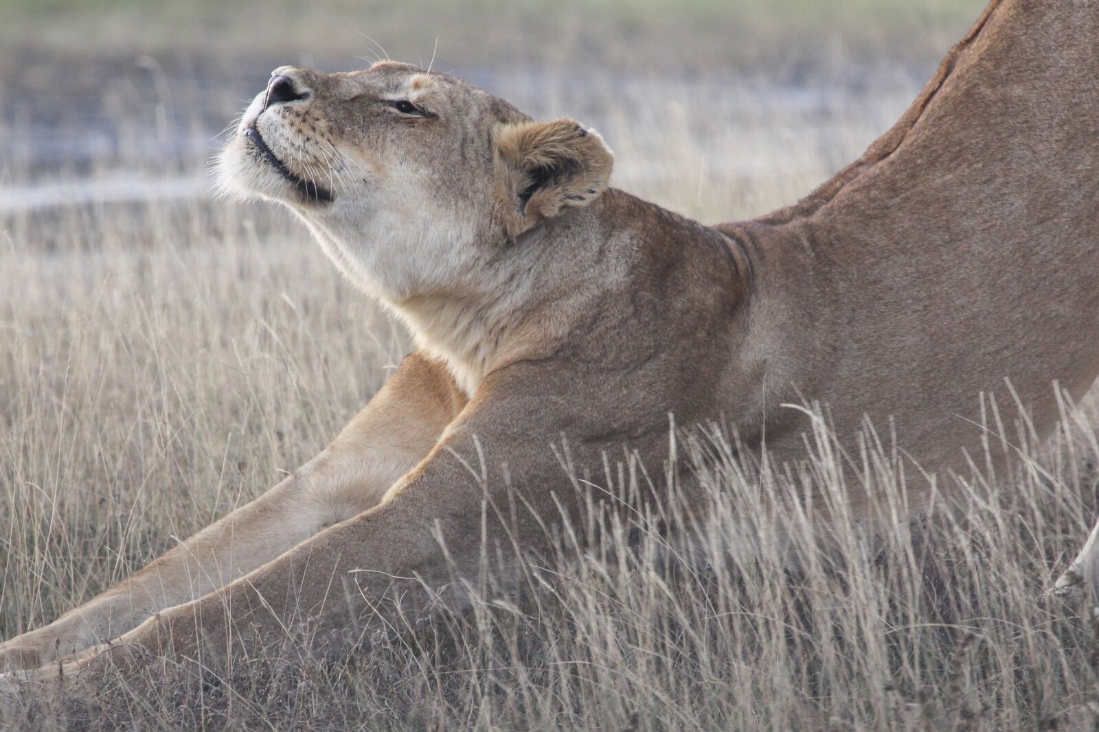 Canon EOS 50D + Canon EF 70-300mm F4-5.6L IS USM sample photo. Lion stretch, africa, safari photography