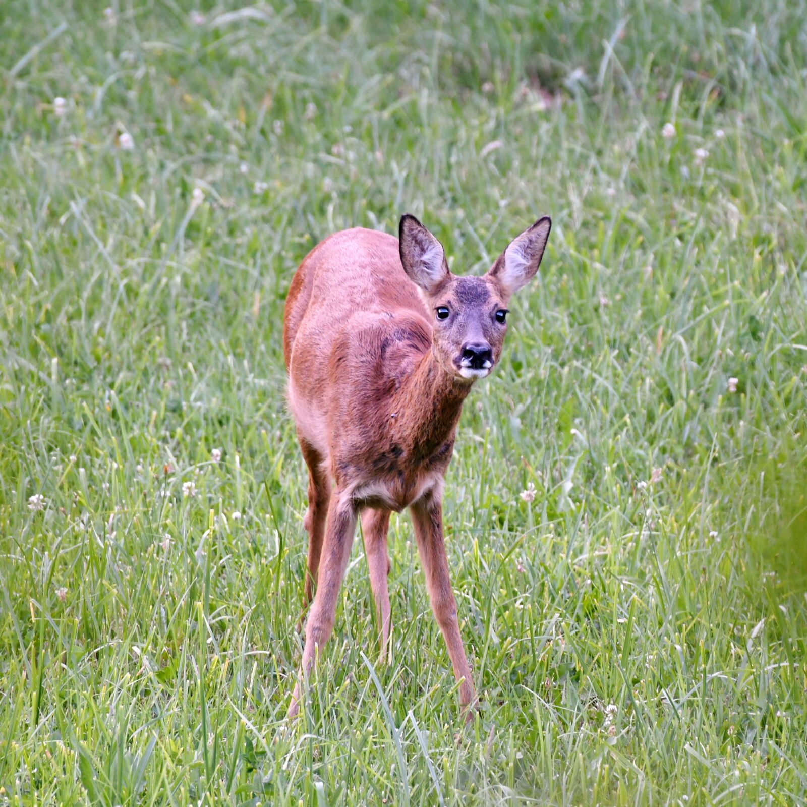 Nikon D500 sample photo. Ree, mammal, wild photography