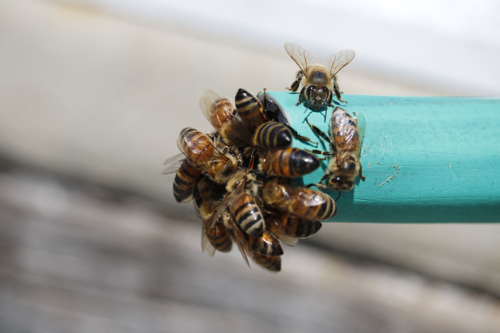 Canon EOS 750D (EOS Rebel T6i / EOS Kiss X8i) sample photo. Insect, nature, outdoors photography