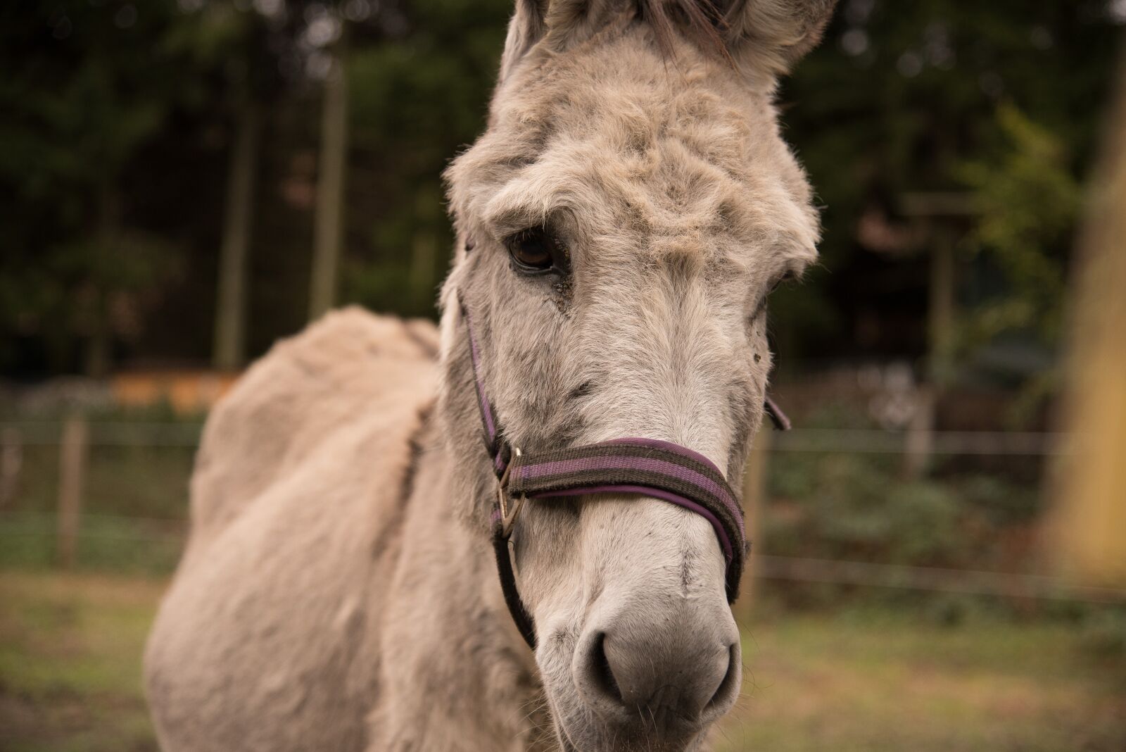 Nikon D750 sample photo. Donkey, nature, coupling photography
