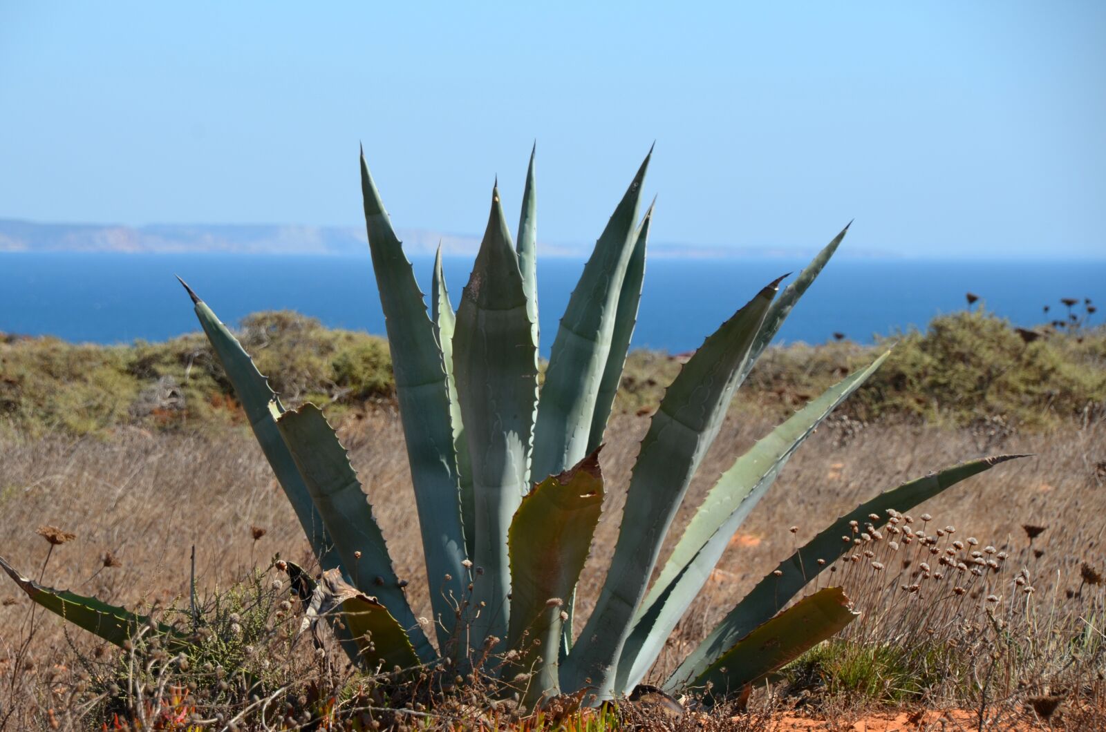 Nikon D5100 sample photo. Argave, south, plant photography