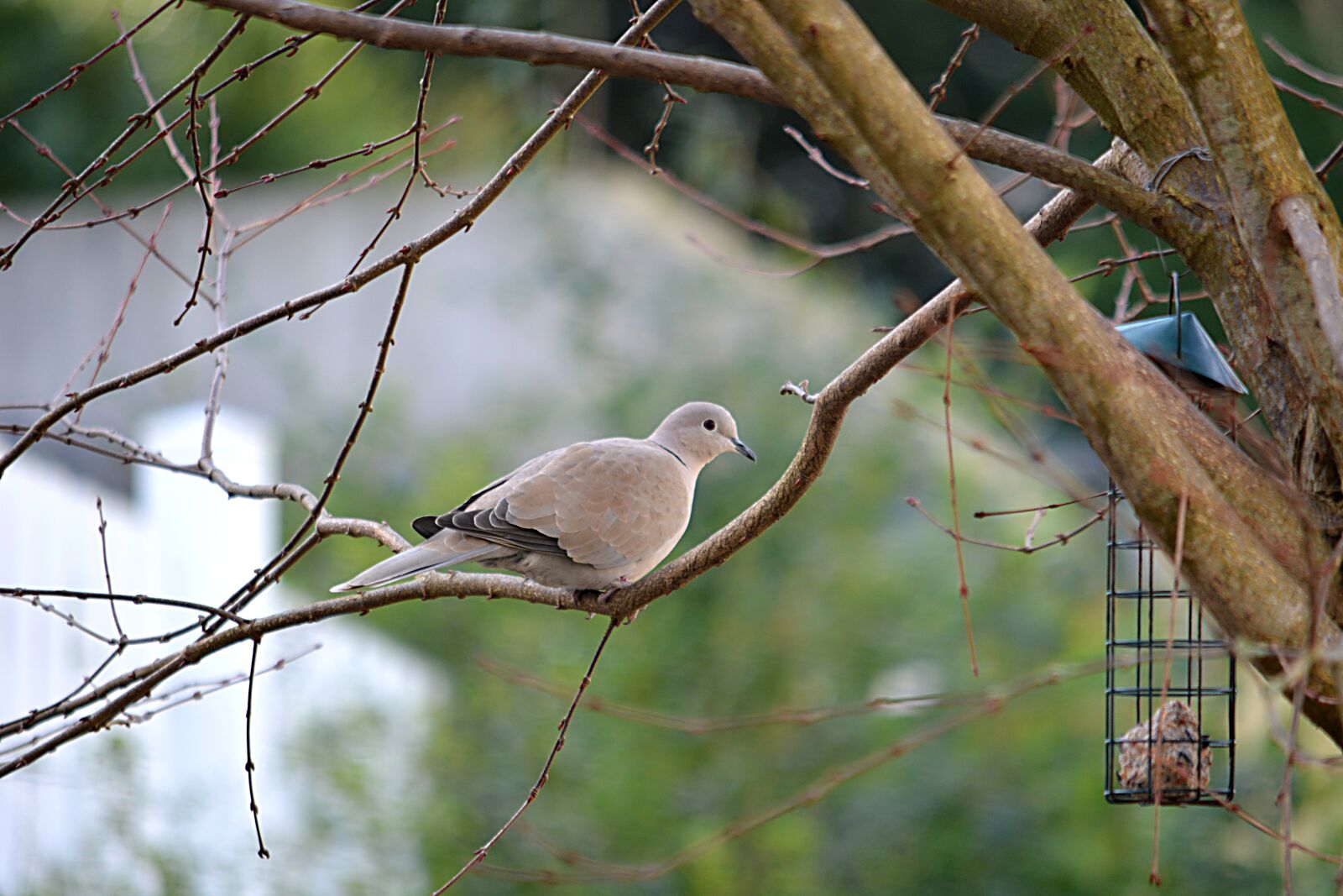 Nikon D5200 sample photo. Dove, bird, cute photography