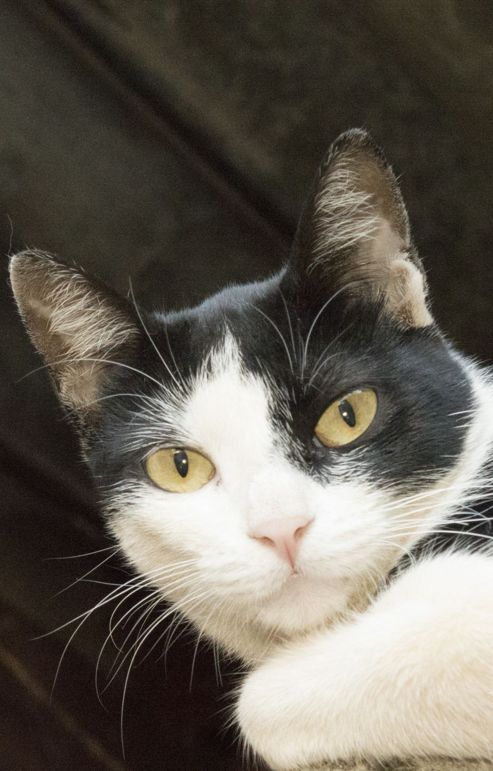 Nikon D3200 sample photo. Cat, feline look, black photography